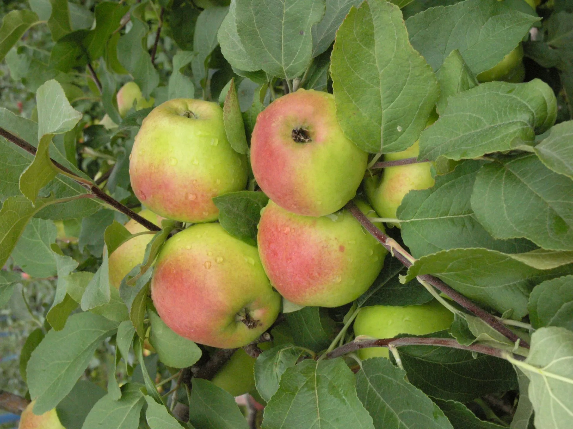 Omenapuu 'Vuokko' astiataimi 7,5l ruukussa