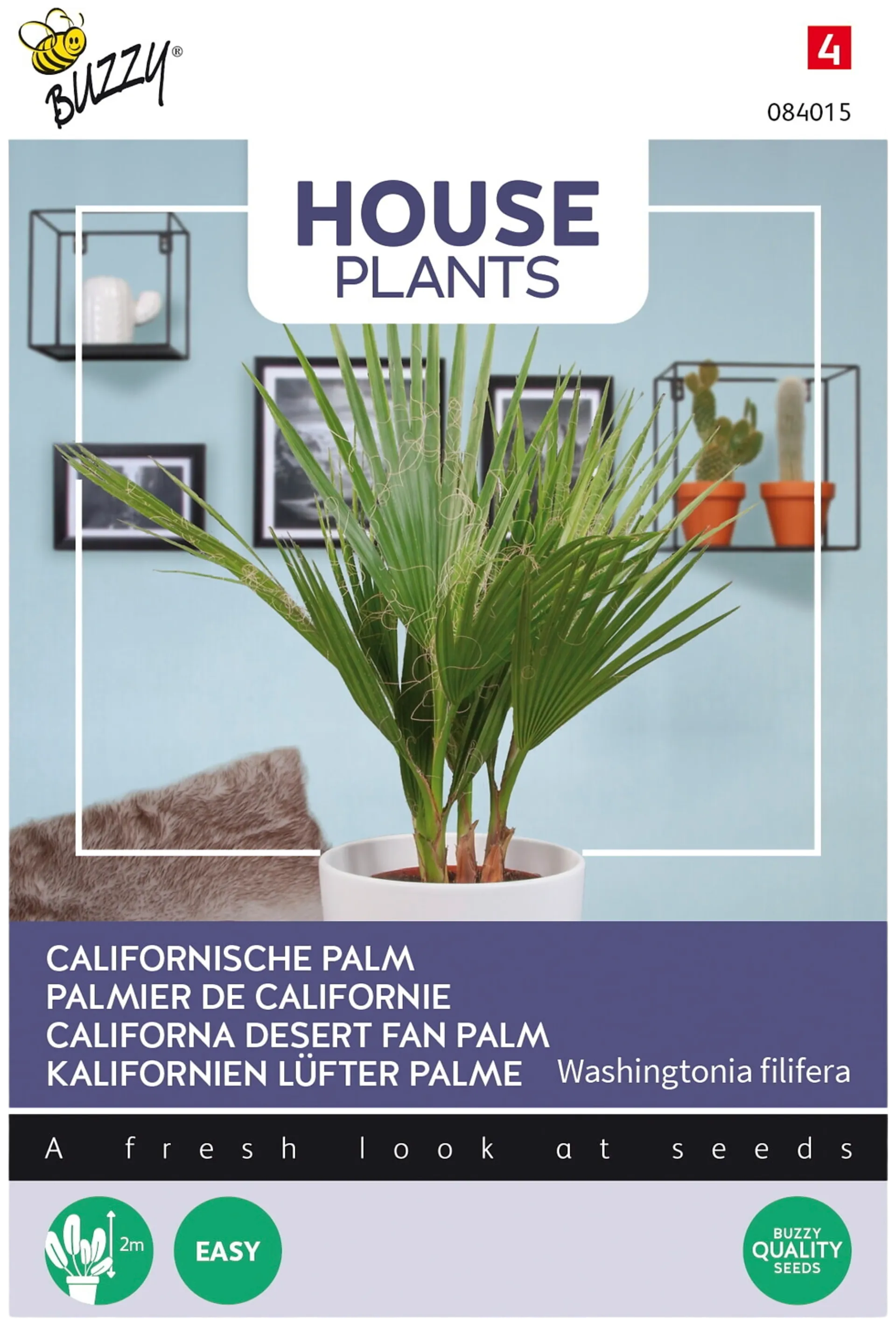 Buzzy® House Plants Washingtonia filifera, presidentinpalmu