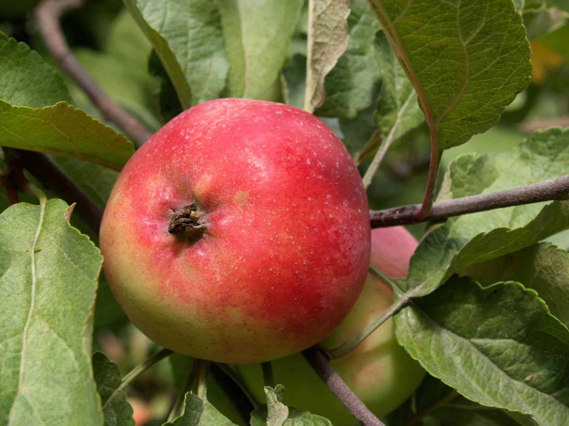 Omenapuu 'Punakaneli' astiataimi 7,5l ruukussa