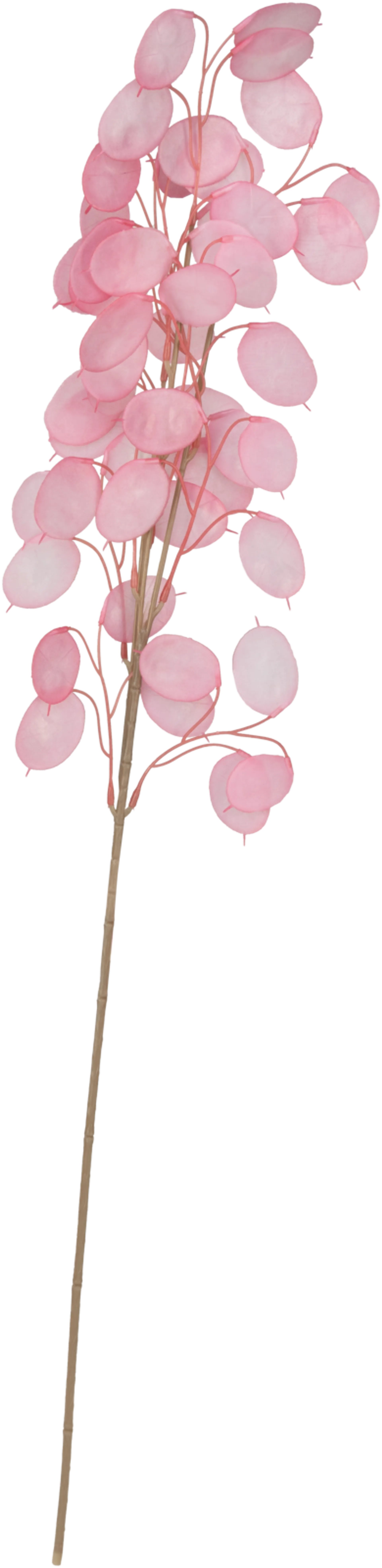 Teko-oksa Eukalyptus pinkki 30 cm