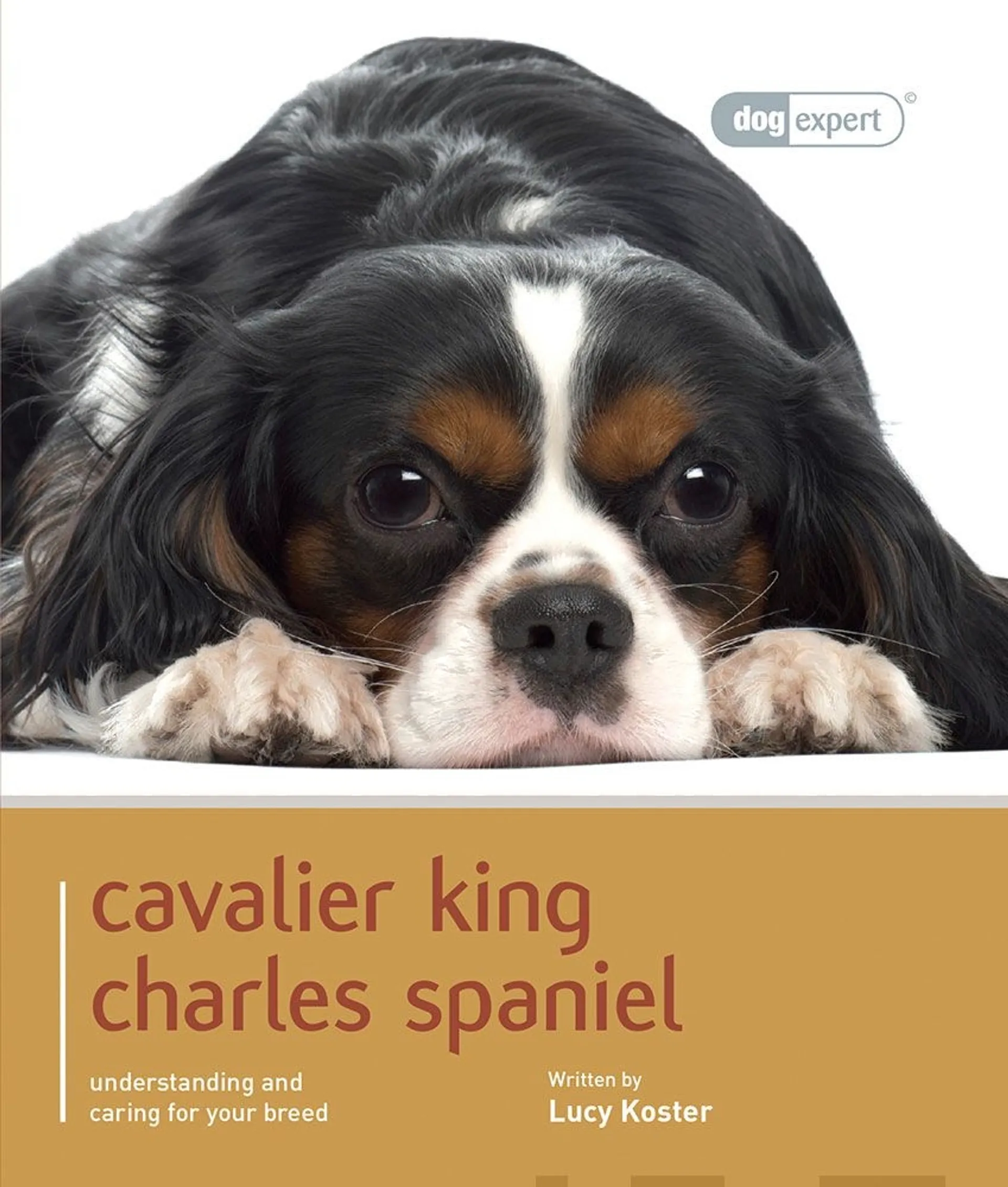Koster, Cavalier King Charles Spaniel - Understanding and caring for your breed