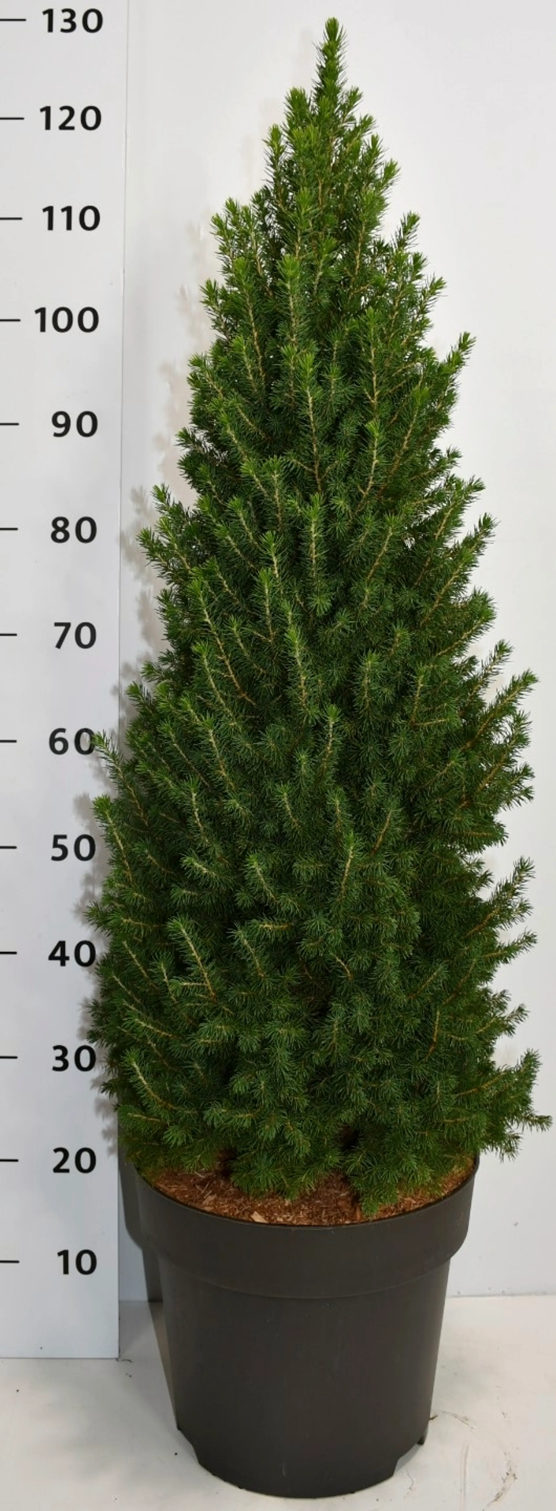 Kartiovalkokuusi 'Perfecta' 90-100 cm astiataimi 12 l ruukku Picea glauca 'Perfecta'