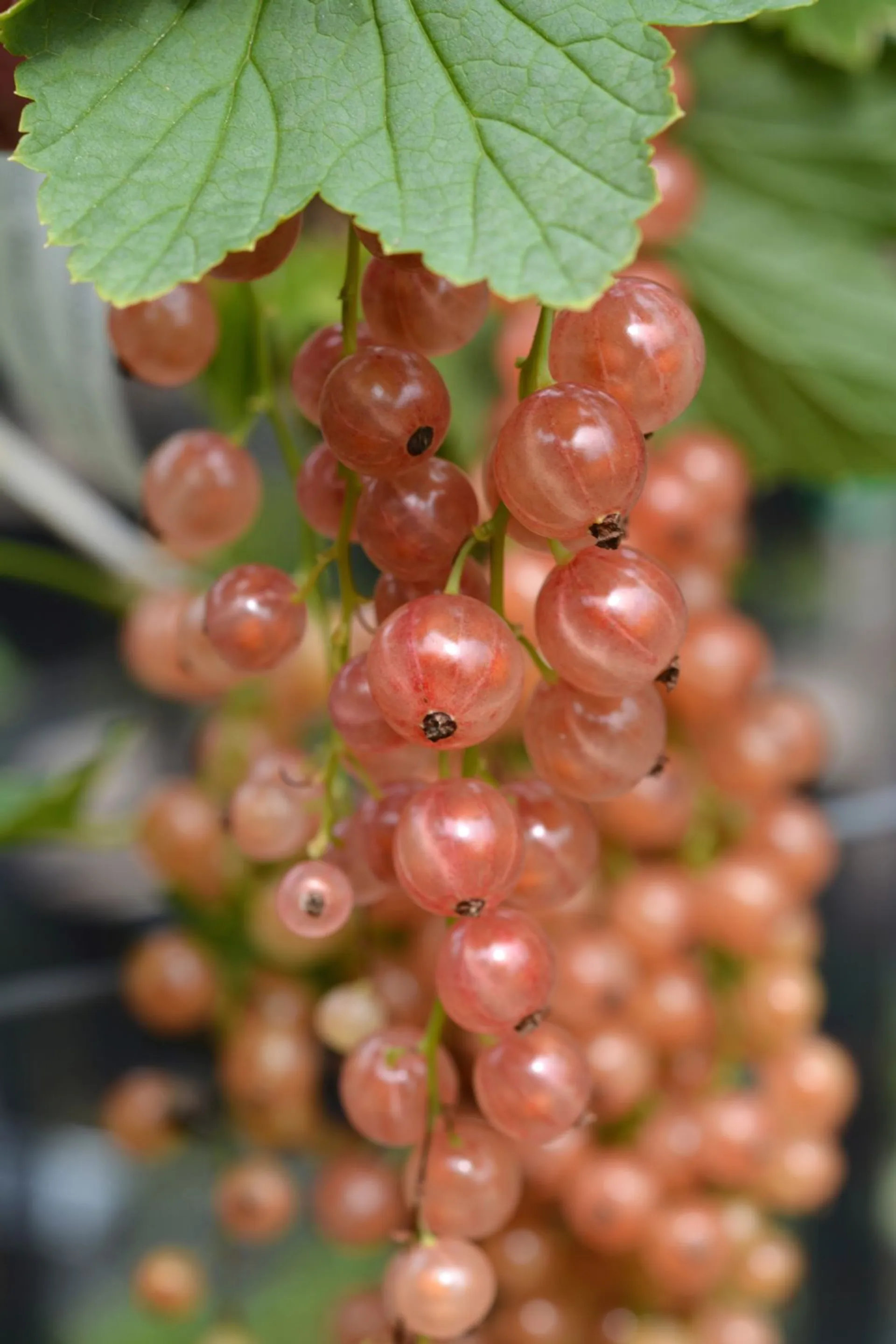 Vaaleanpunainen herukka 'Aili' rungollinen 4 l, Ribes rubrum 'Aili'