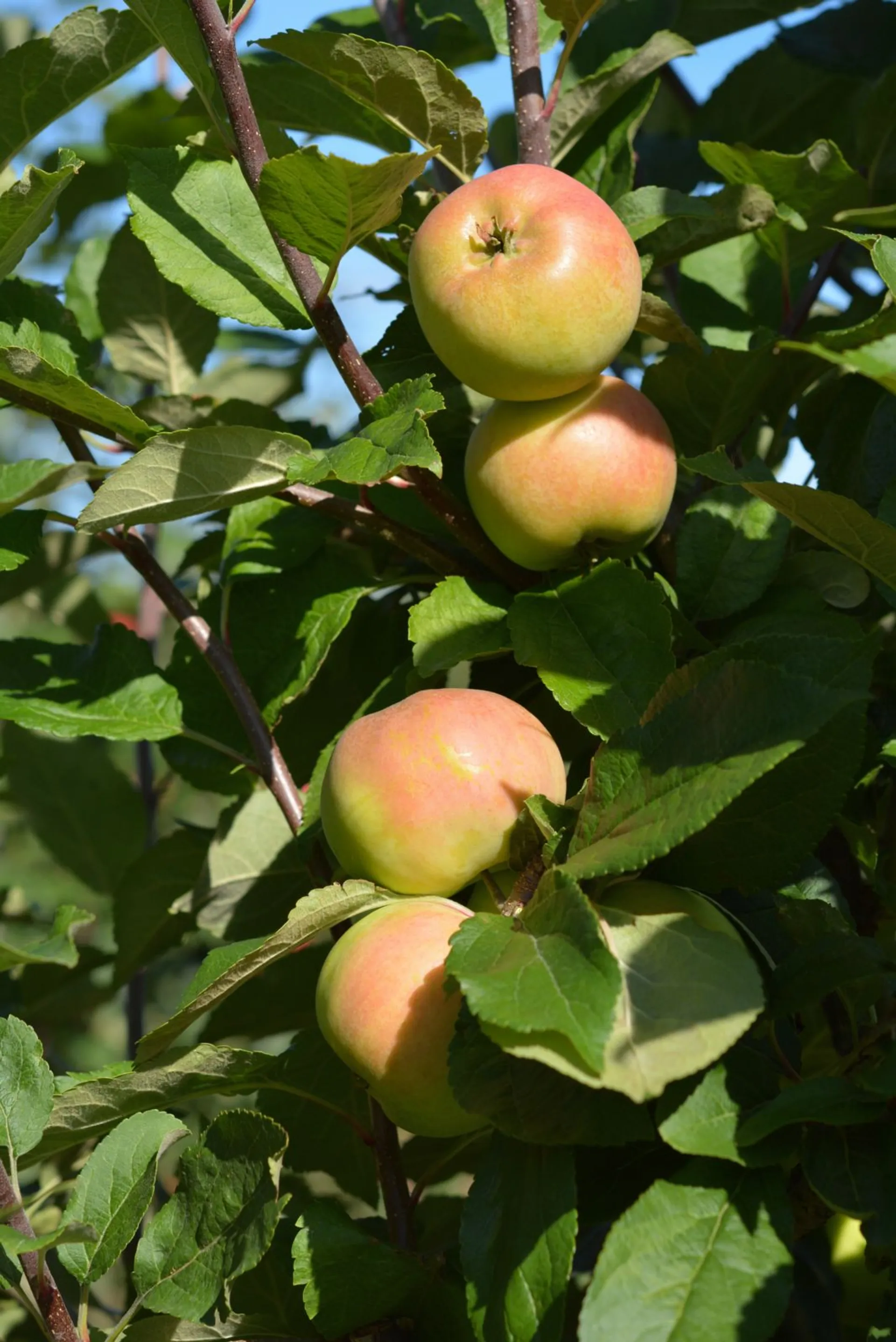 Omenapuu 'Ananaskaneli' astiataimi 7,5l ruukussa