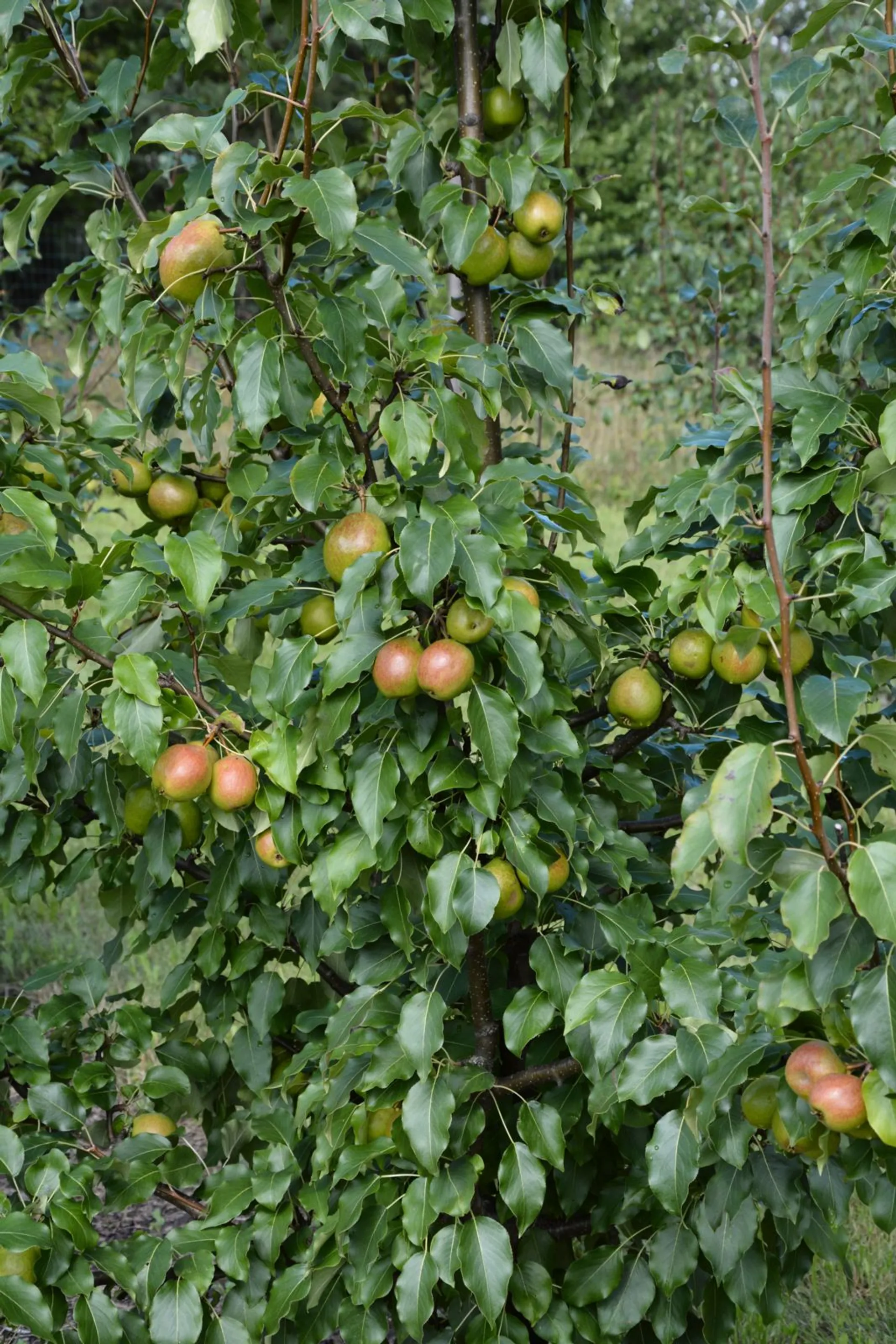 Päärynäpuu 'Olga', Pyrus communis 'Olga'