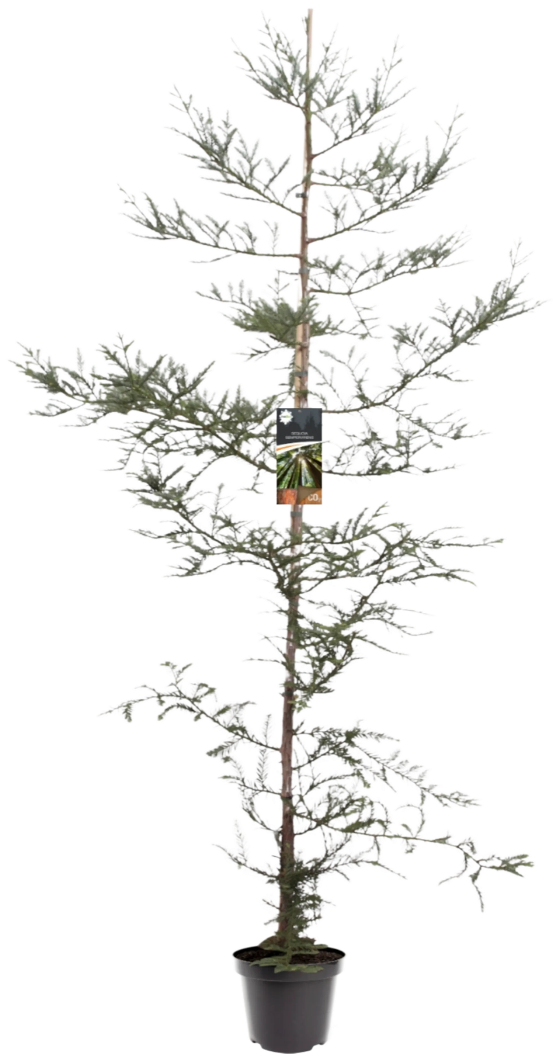 Jättiläispunapuu 175-200 cm astiataimi 7,5 l ruukku Sequoia sempervirens