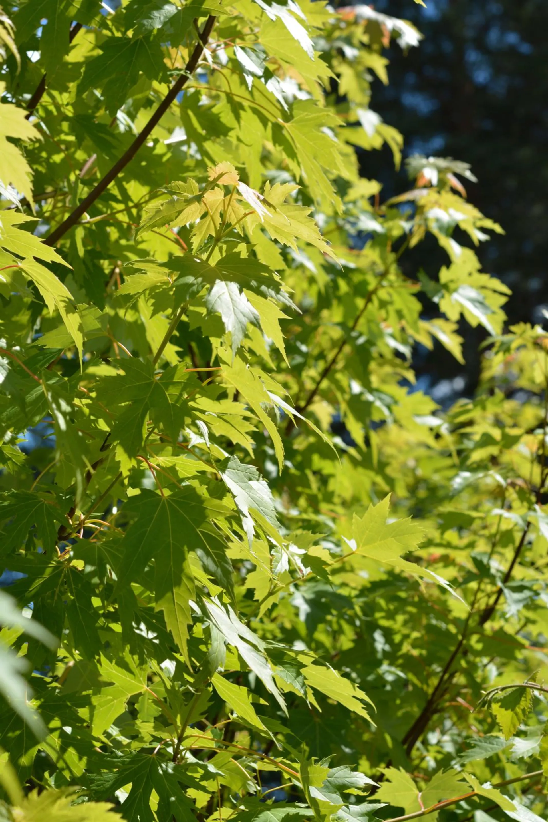 Hopeavaahtera 150-250 cm astiataimi Acer saccharinum