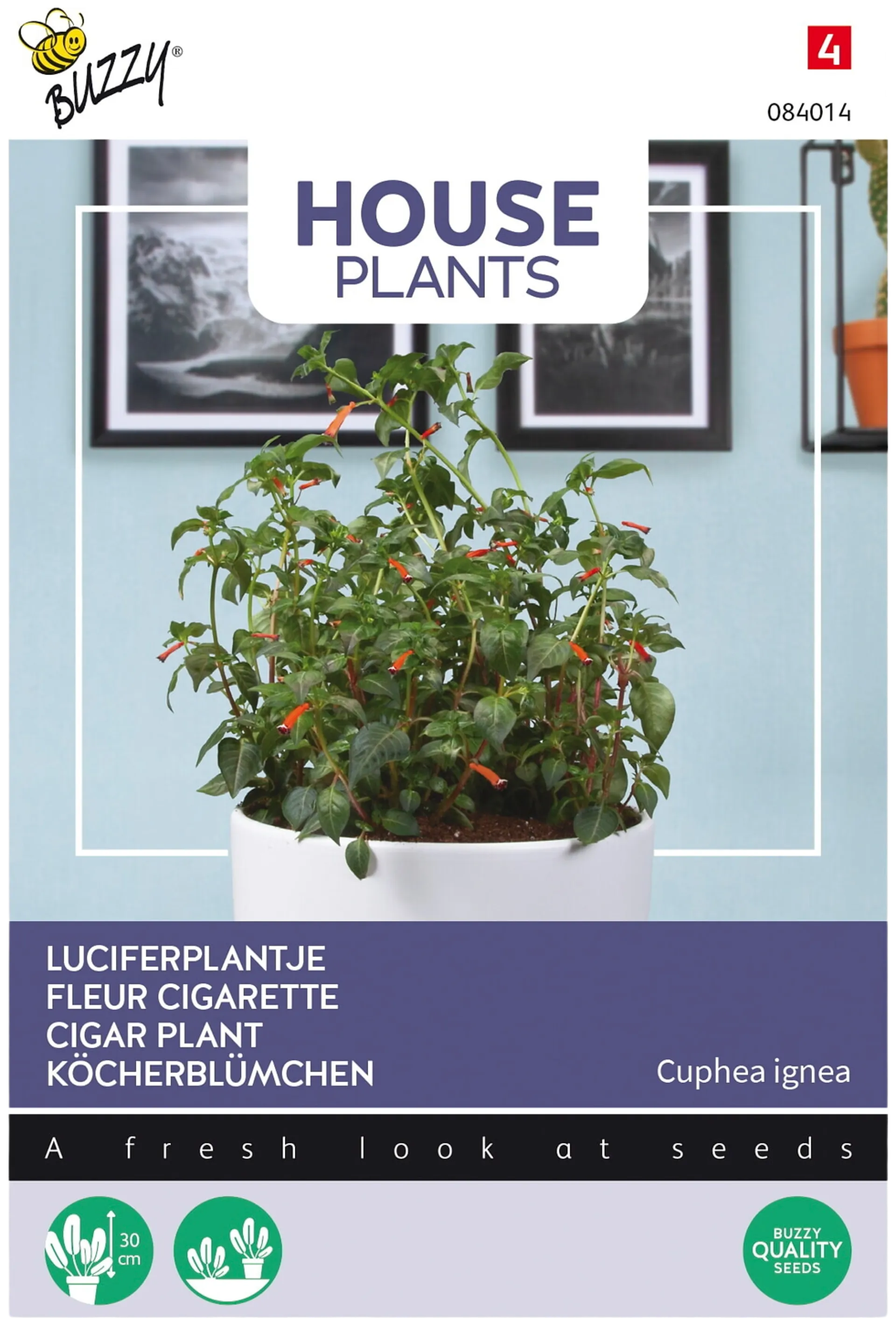 Buzzy® House Plants Cuphea ignea, punatulitorvi
