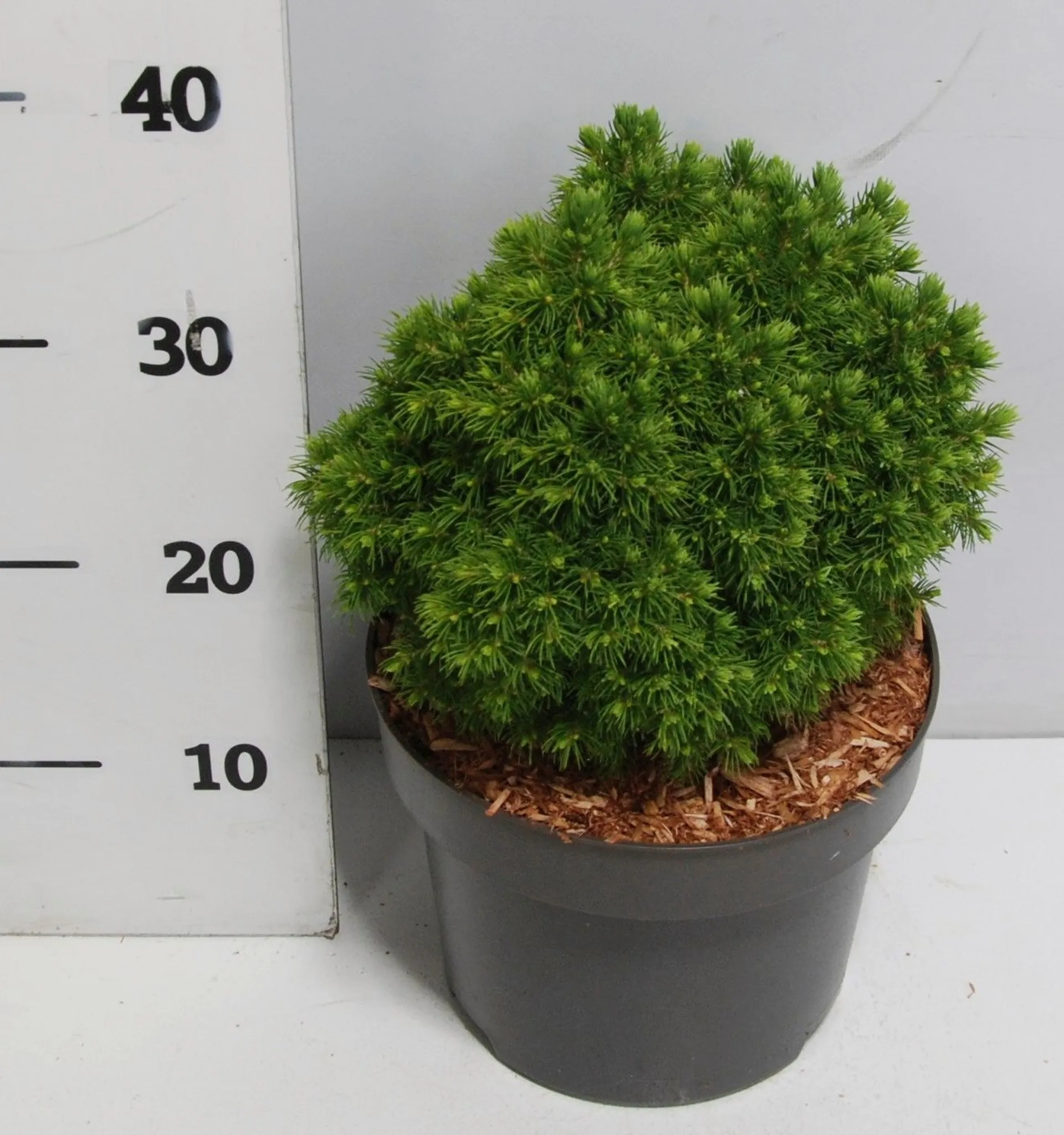 Kääpiövalkokuusi 'Alberta Globe' 25-30 cm astiataimi 5 l ruukku Picea glauca 'Alberta Globe'