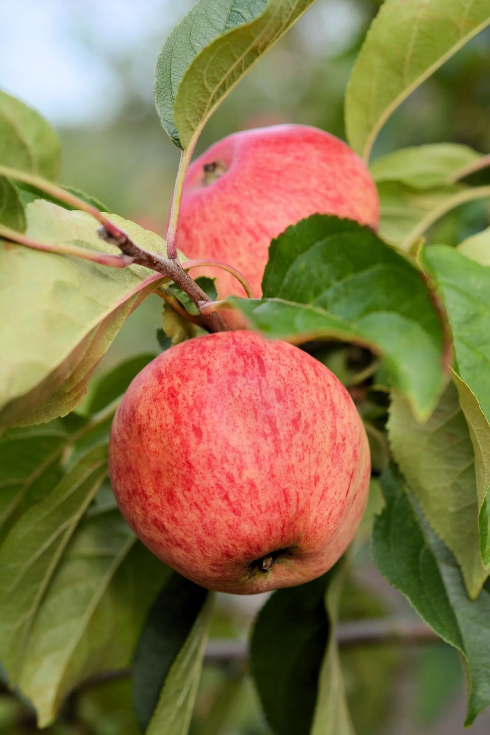 Omenapuu 'Sokerimiron' 7,5 l astiataimi Malus domestica 'Sokerimiron'