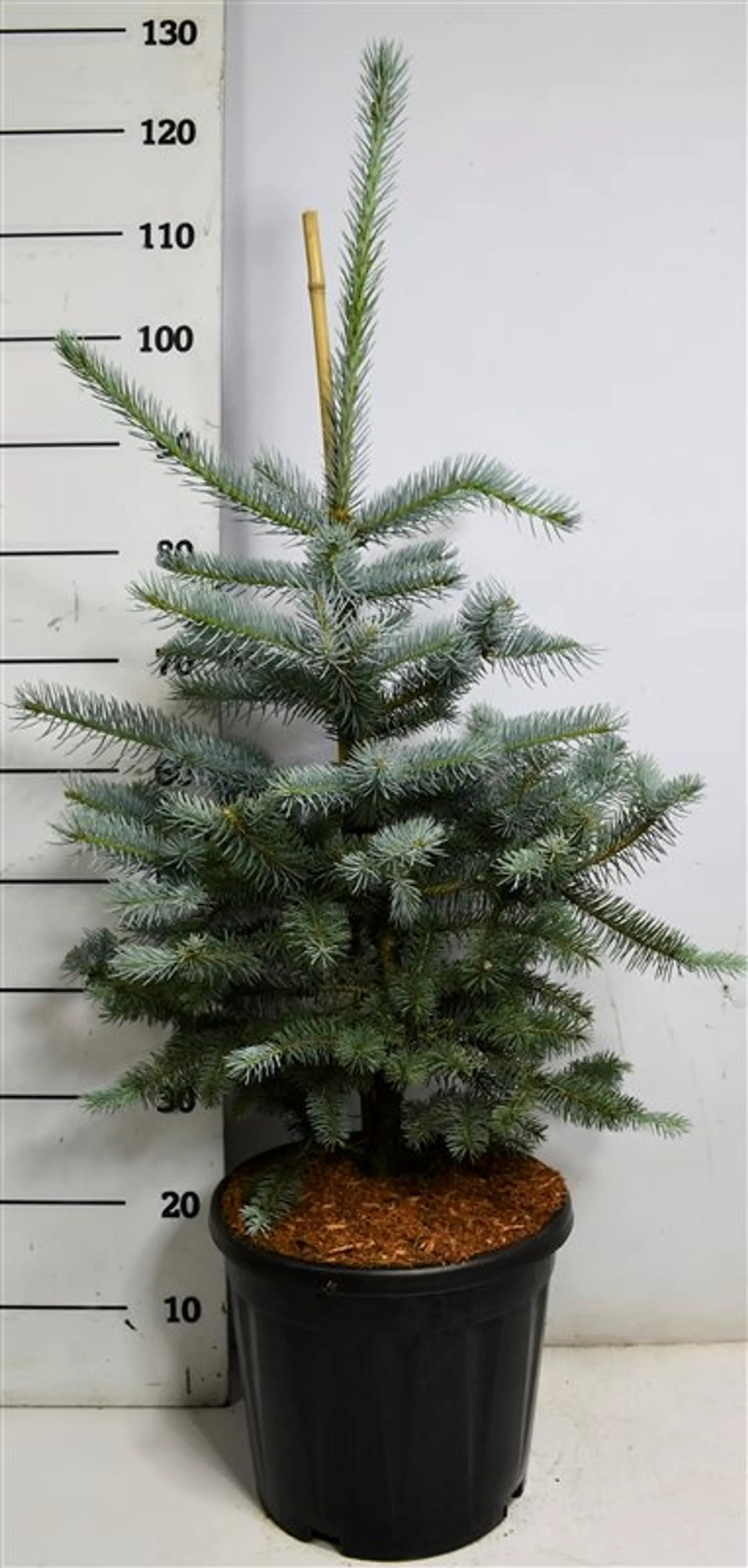 Hopeakuusi 'Fat Albert' 60-80 cm astiataimi 13 l ruukku Picea pungens 'Fat Albert'