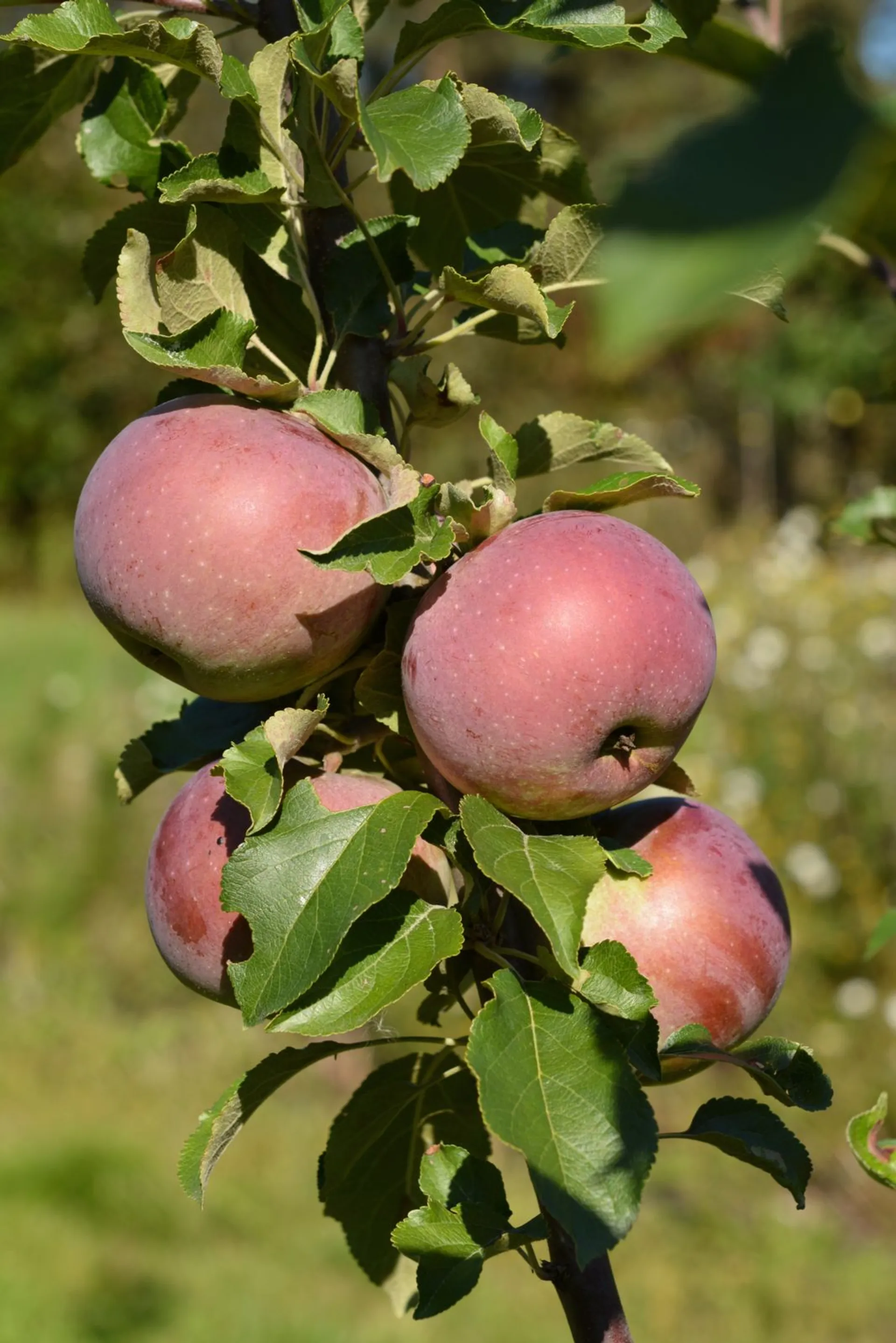 Omenapuu 'Daina', astiataimi 7,5l ruukussa
