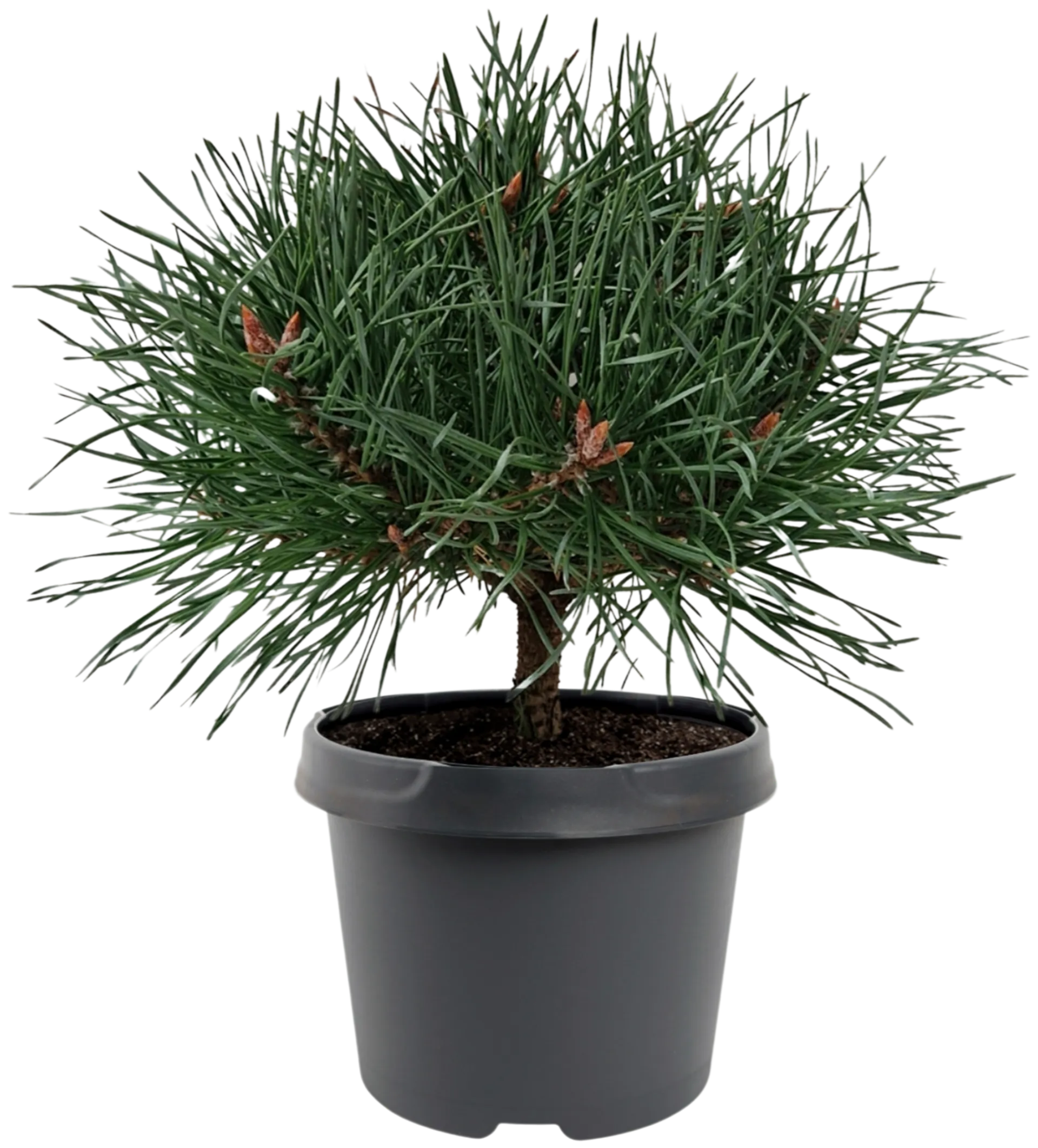 Mänty 'Chantry Blue' 25-30 cm astiataimi 3 l ruukku Pinus sylvestris 'Chantry Blue'