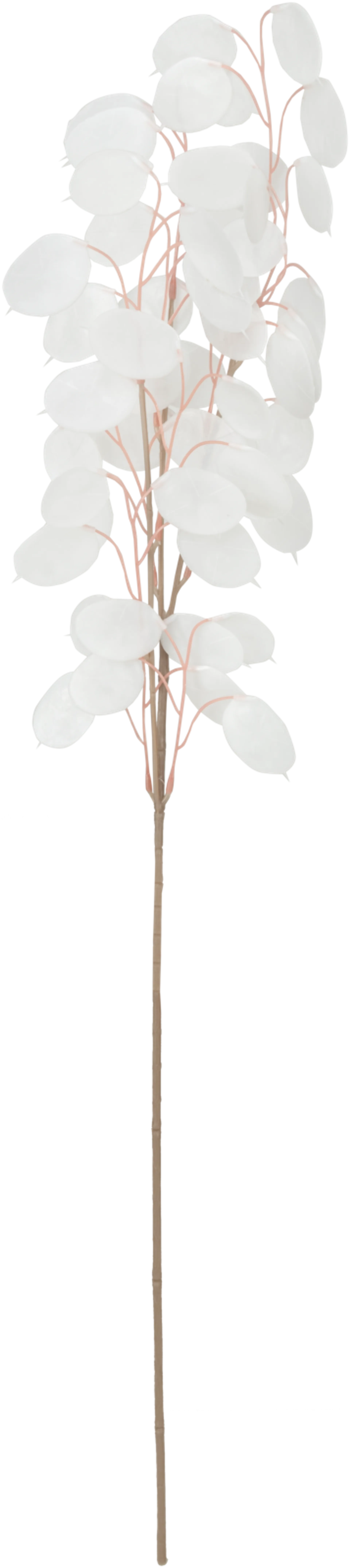Teko-oksa Eukalyptus valkoinen 30 cm