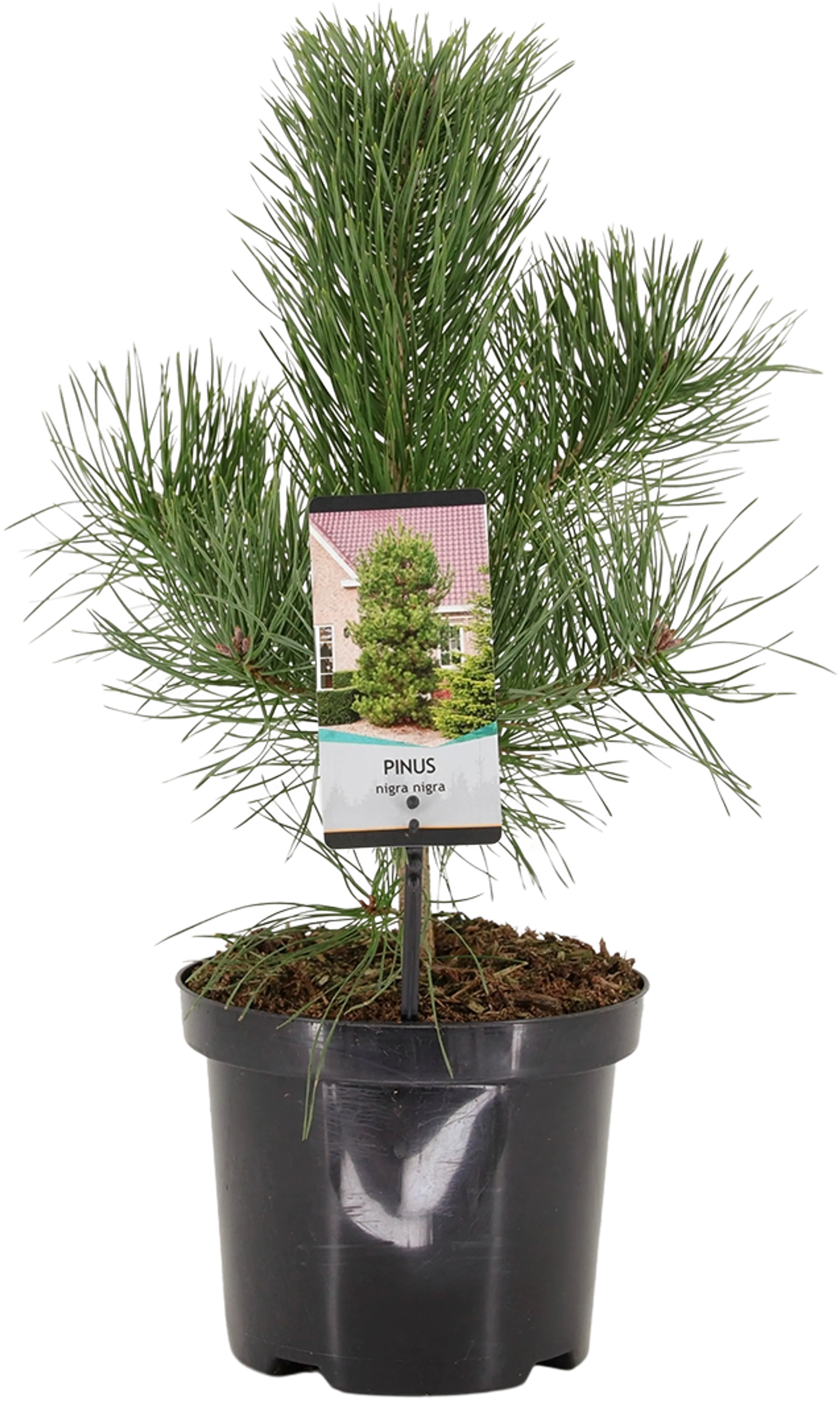 Euroopanmustamänty 40-50 cm astiataimi 3 l ruukku Pinus nigra nigra