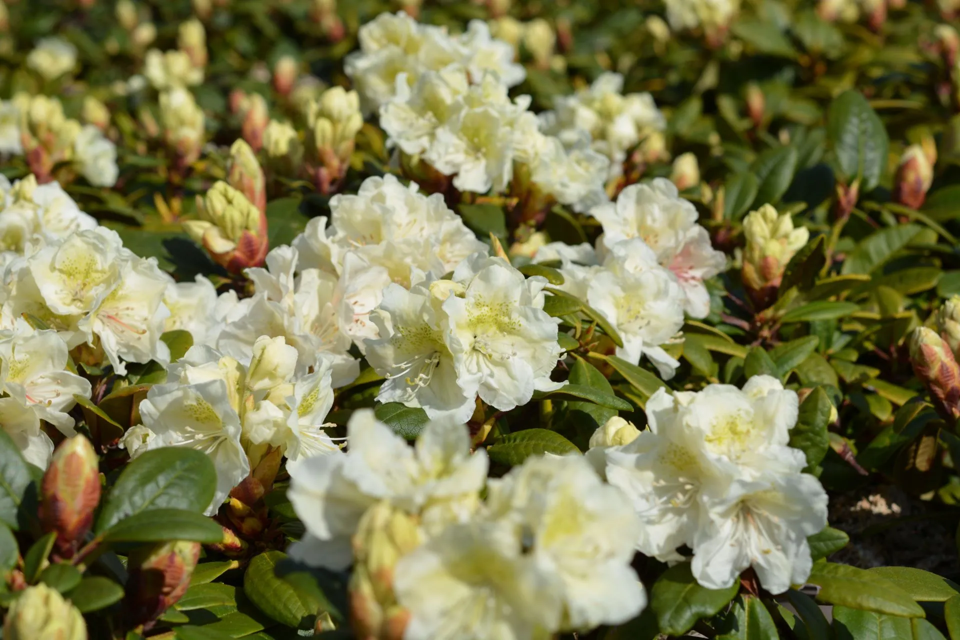 Japaninalppiruusu 'Alli' 2 l astiataimi Rhododendron 'Alli'