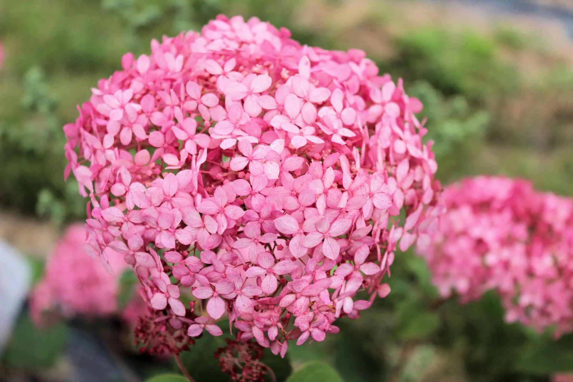 Pallohortensia Pink Annabelle koristepensas Proven Winners astiataimi 3 L