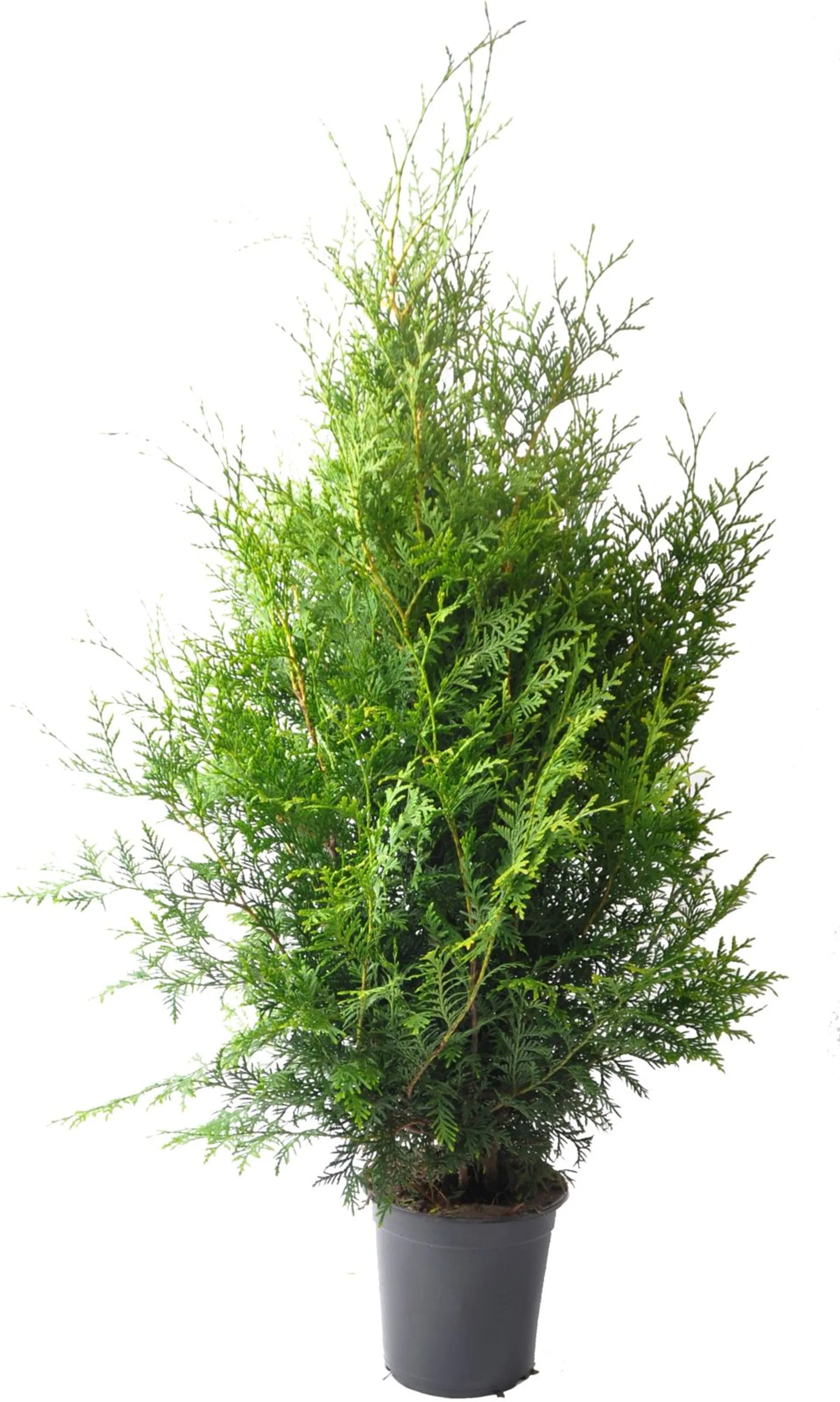 Kartiotuija Thuja occidentalis 'Brabant' 80-100 cm