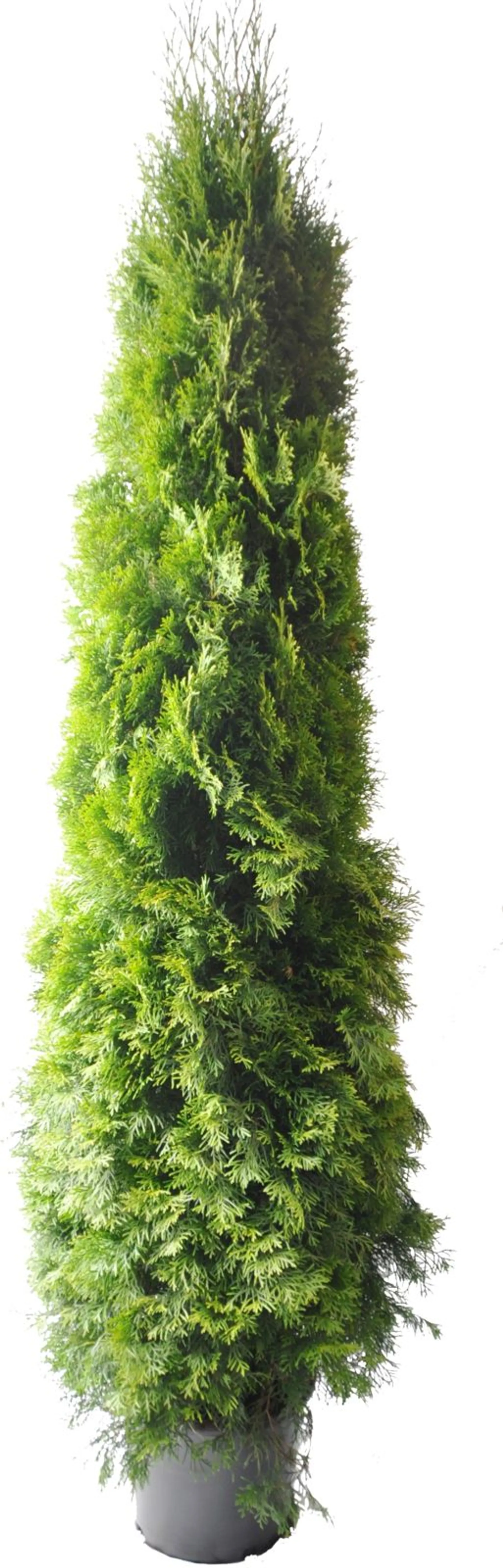 Timanttituija 'Smaragd'. Thuja occidentalis 'Smaragd'. Taimen korkeus 175-200cm. 25L astiaan ruukutettu ja juurrutettu taimi.