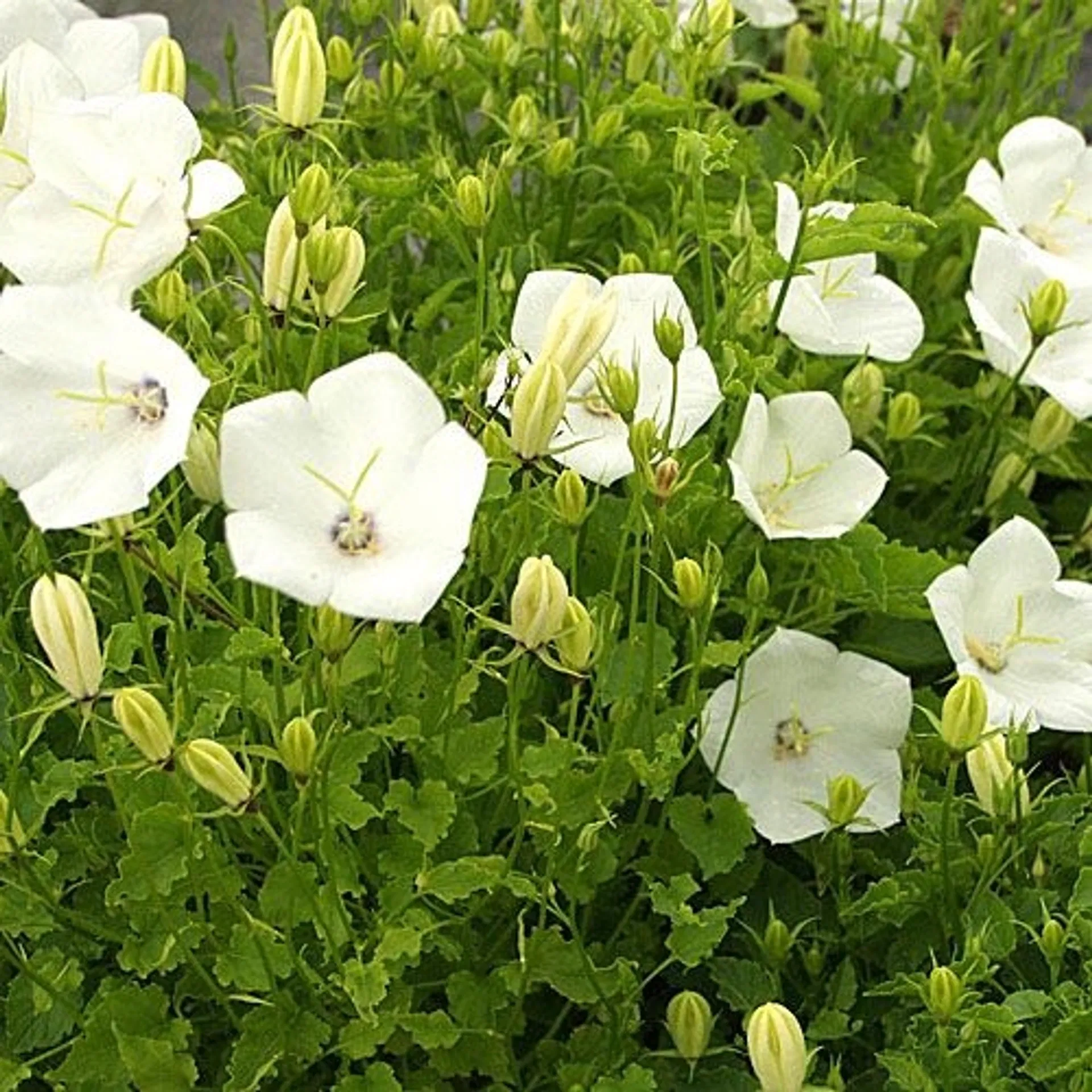 6 Piante Di Campanula Carpatica 'Weisse Clips' - Fiori Bianchi A Campana Per Giardino E Vaso