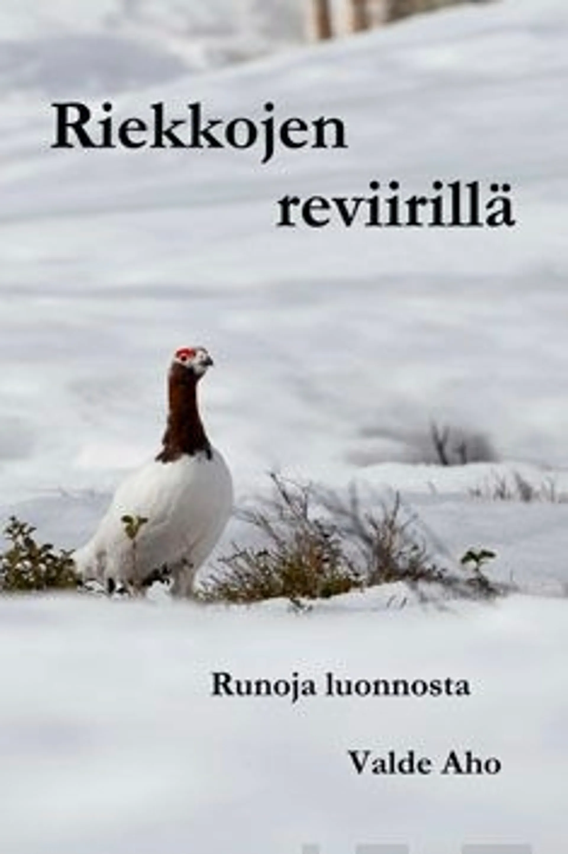 Aho, Riekkojen reviirillä