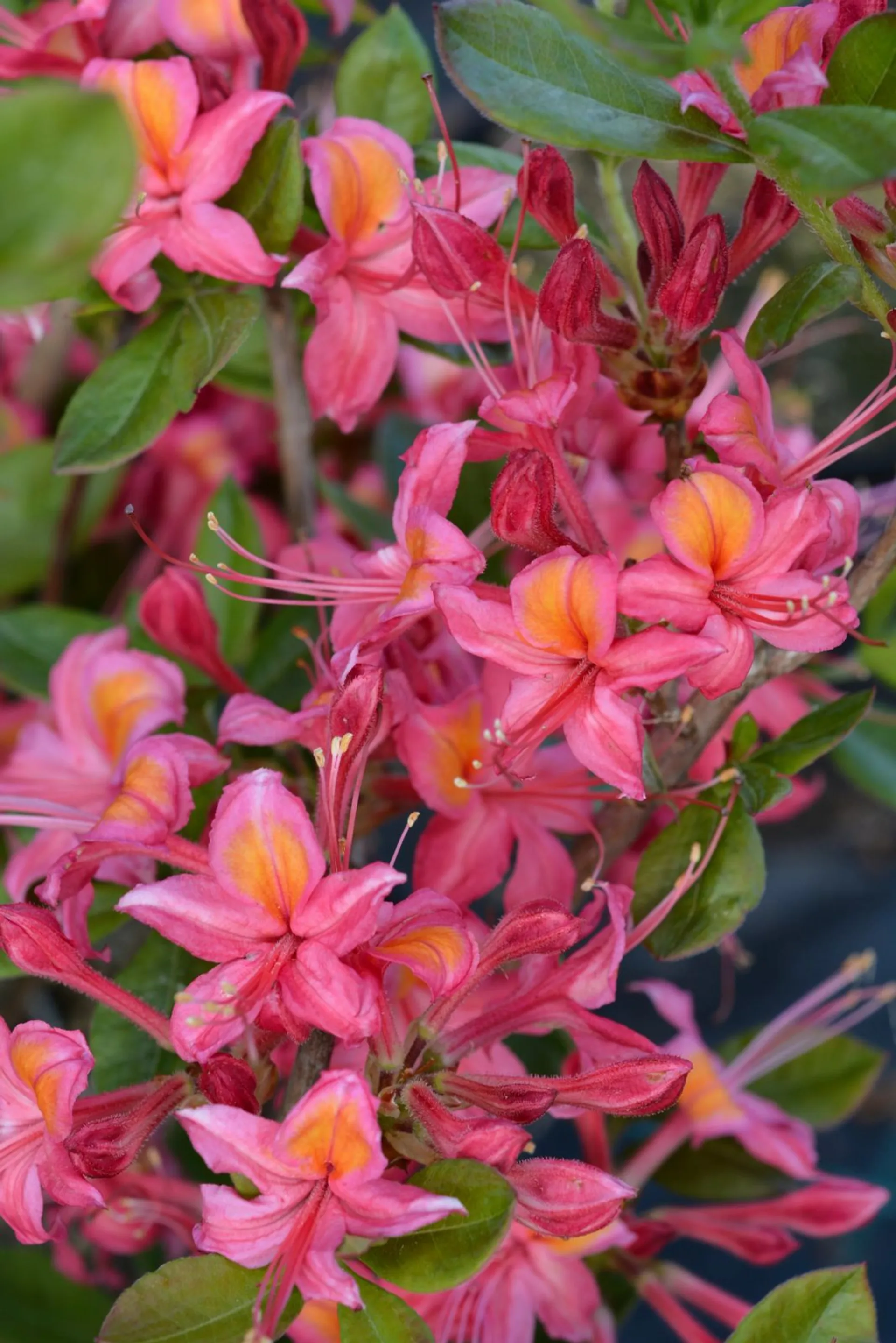 Puistoatsalea 'Adalmina' 30-40 cm 3 l astiataimi, rhododendron 'Adalmina'