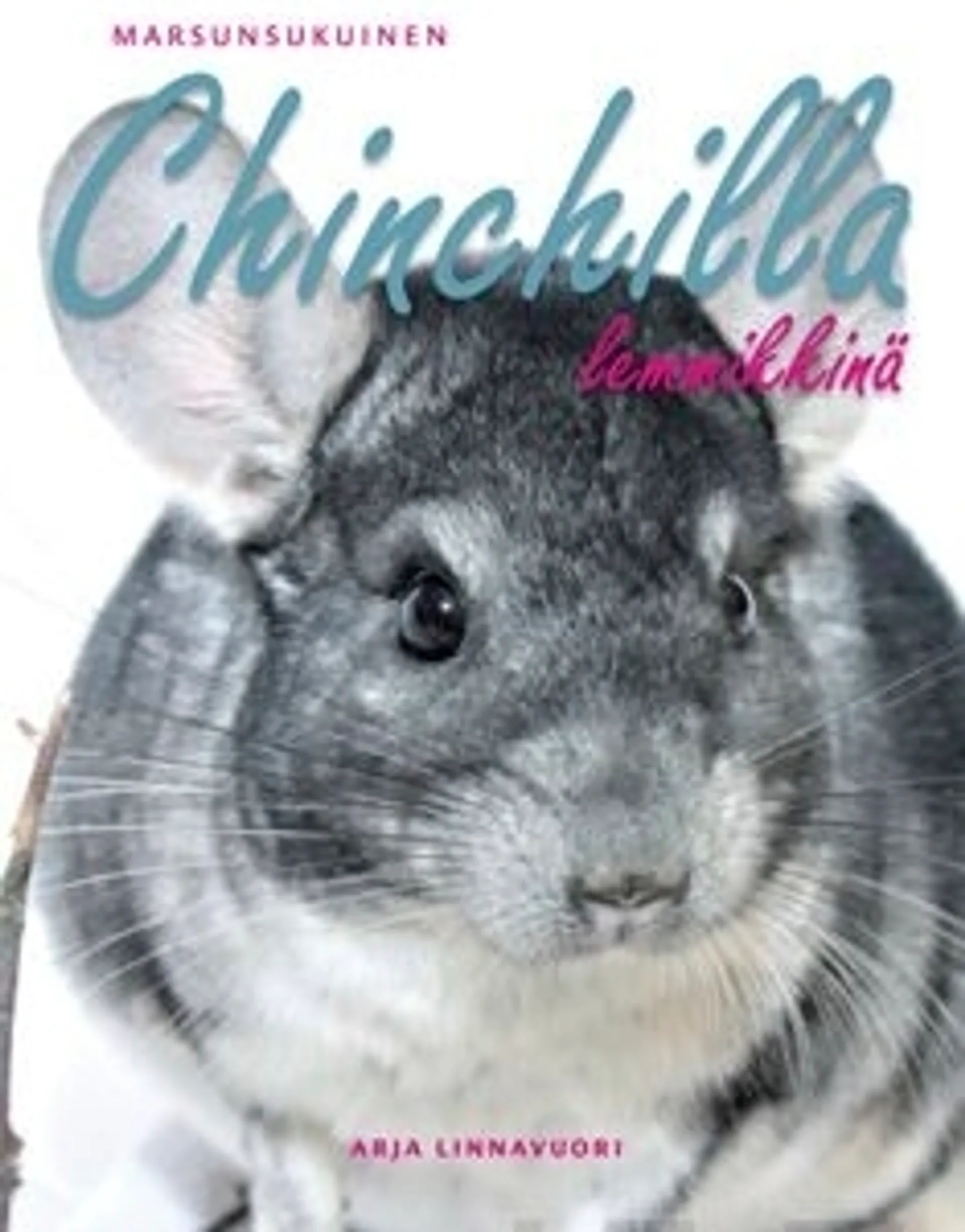 Linnavuori, Marsunsukuinen chinchilla lemmikkinä