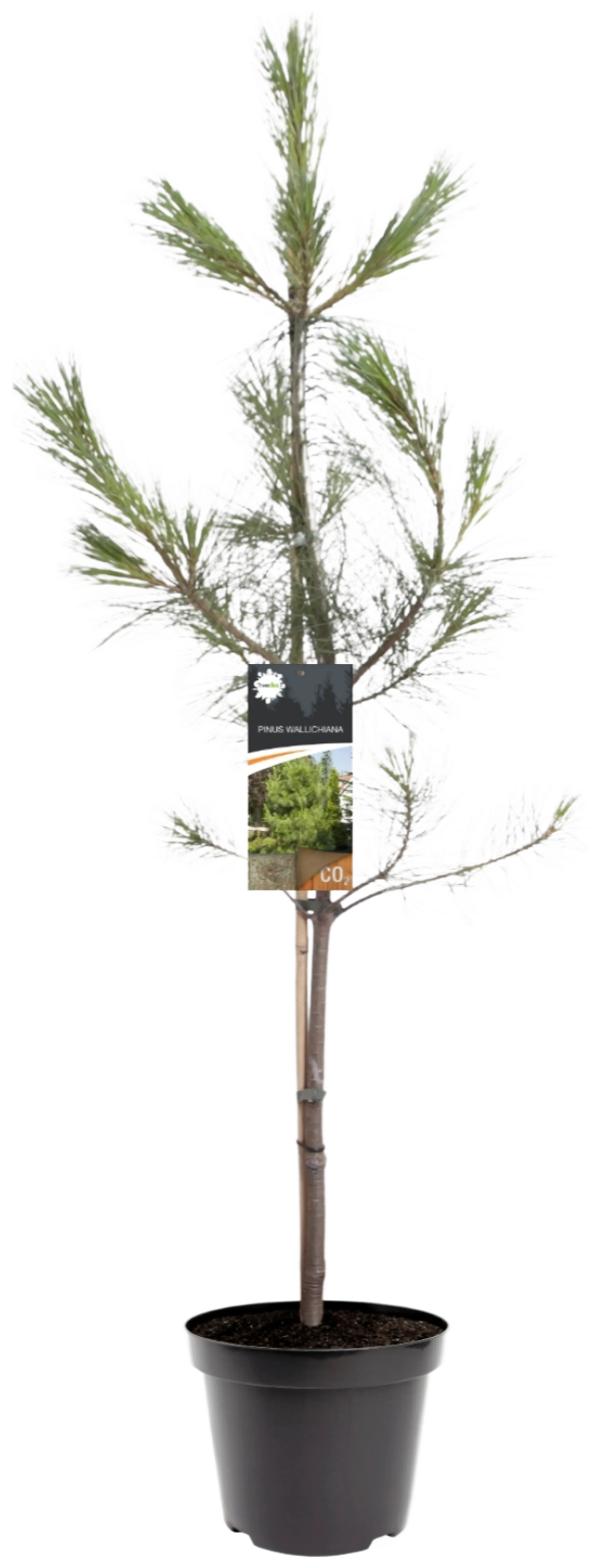Mänty 'Wallichiana' 80-100 cm astiataimi 7,5 l ruukku Pinus 'Wallichiana'
