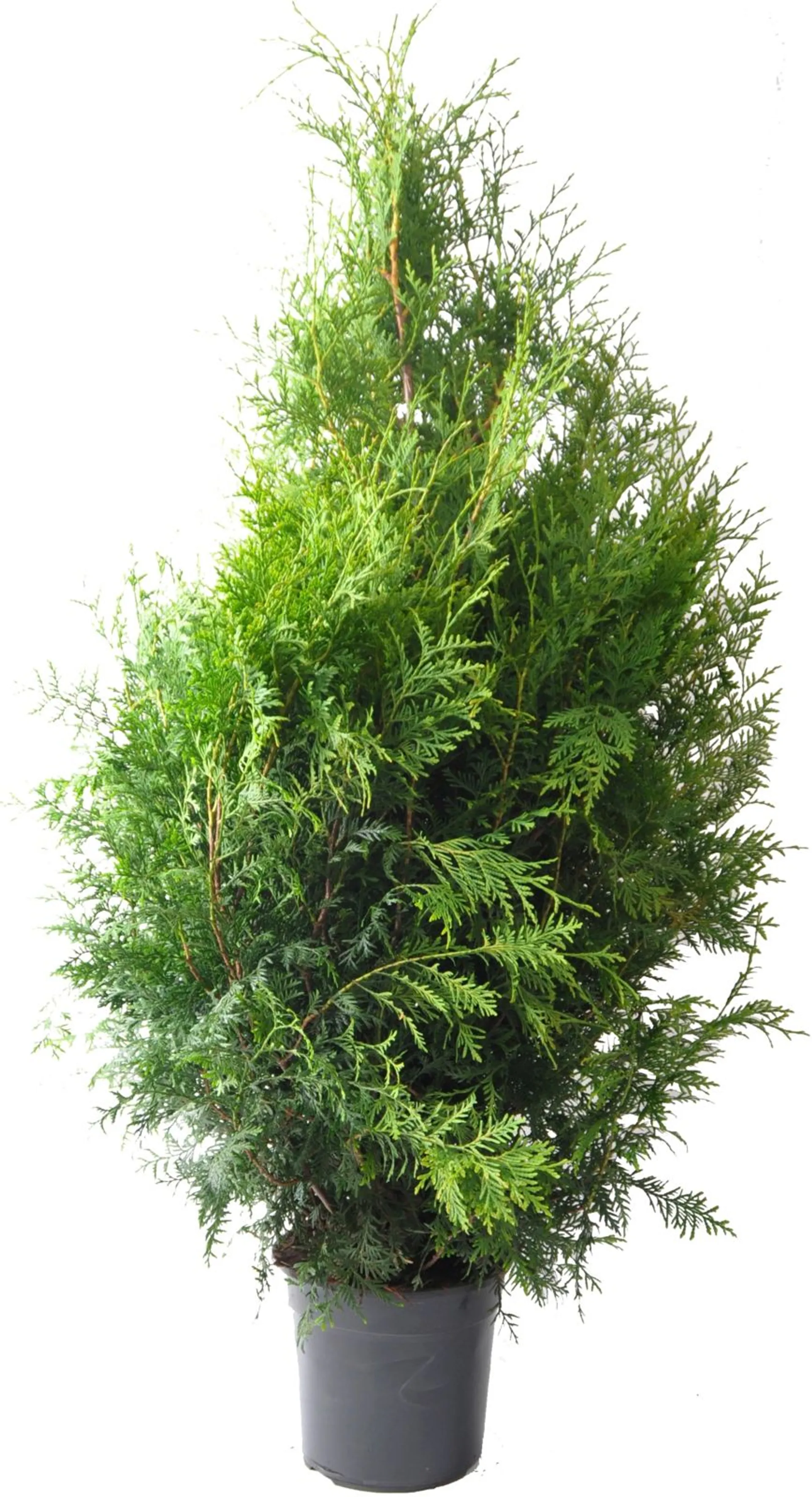 Kartiotuija 'Brabant'. Thuja occidentalis 'Brabant'.Taimen korkeus 120-140cm. 12L astiaan ruukutettu ja juurrutettu taimi.