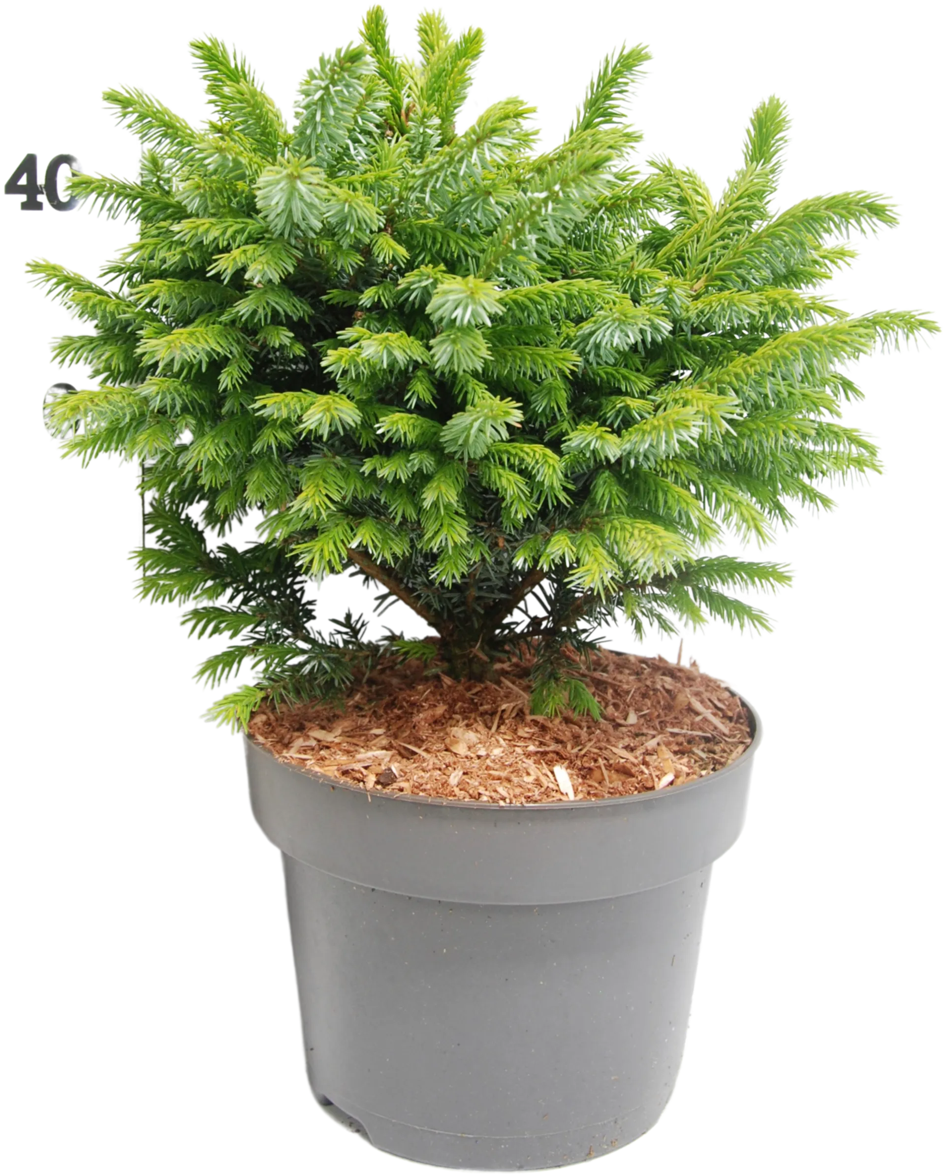 Kääpiöserbiankuusi 'Nana' 30-40 cm astiataimi 5 l ruukku Picea omorika 'Nana'