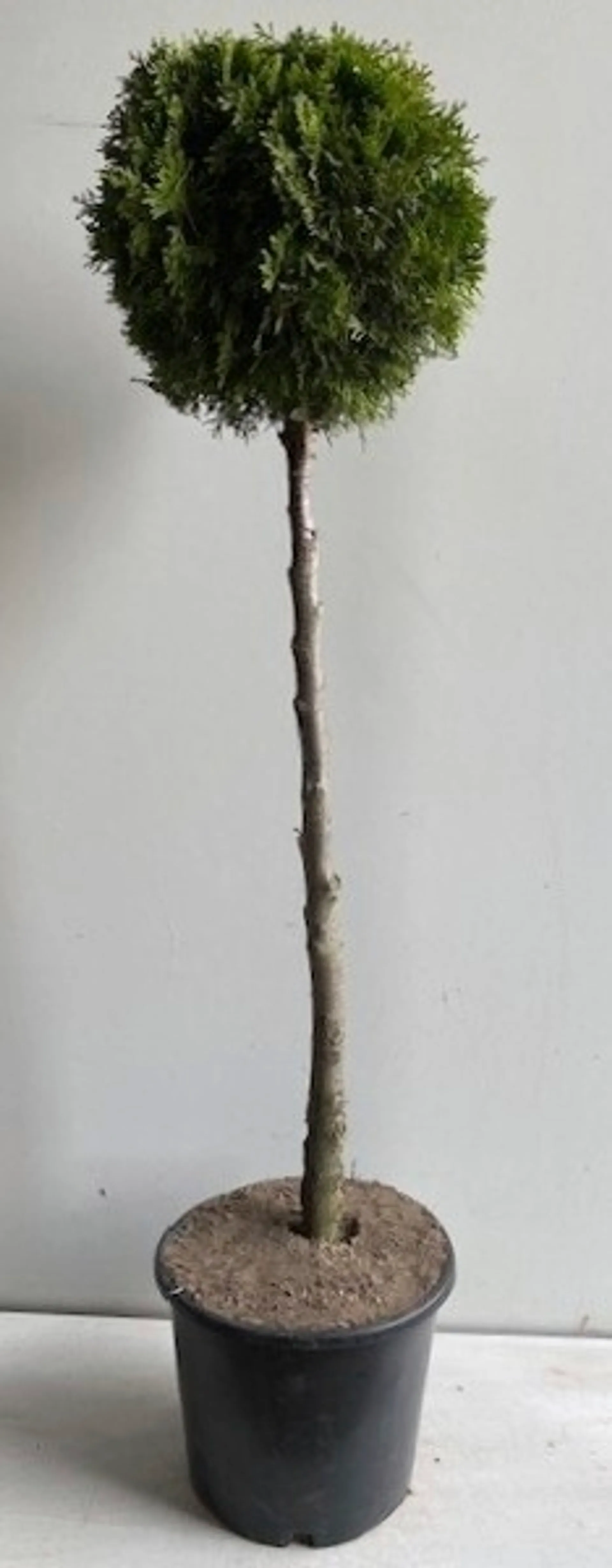 Timanttituija rungollinen 90 cm ruukutettu 12 l ruukkuun Thuja occidentalis 'Smaragd'