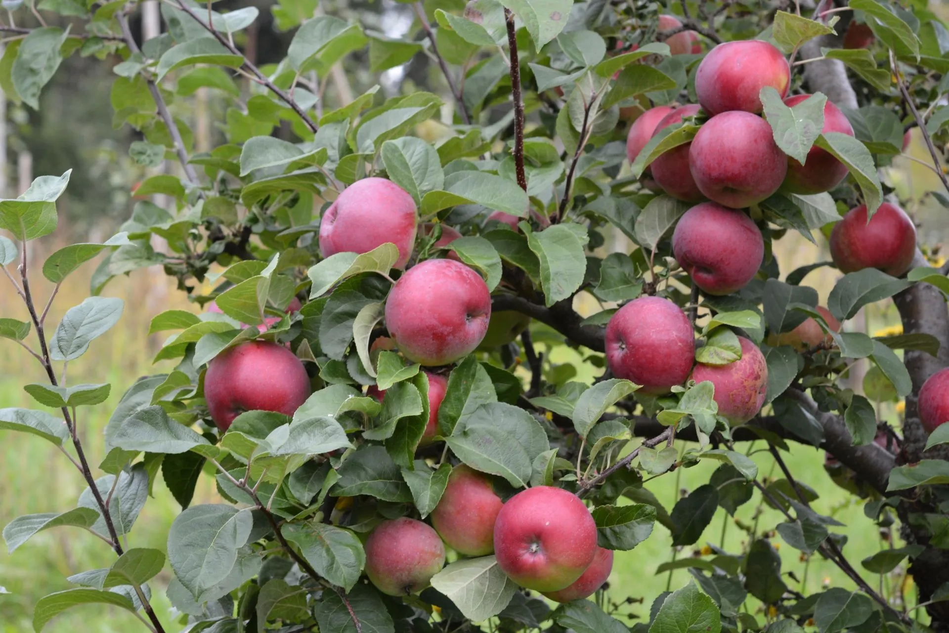 Omenapuu 'Lobo' astiataimi 7,5l ruukussa