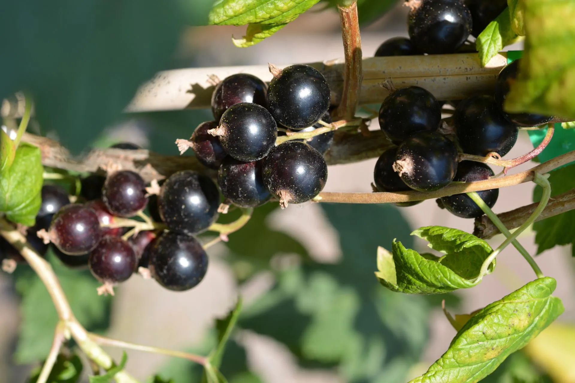 Mustaherukka rungollinen ’Mikael’ FinE (Finnish Elite) Ribes nigrum ’Mikael’