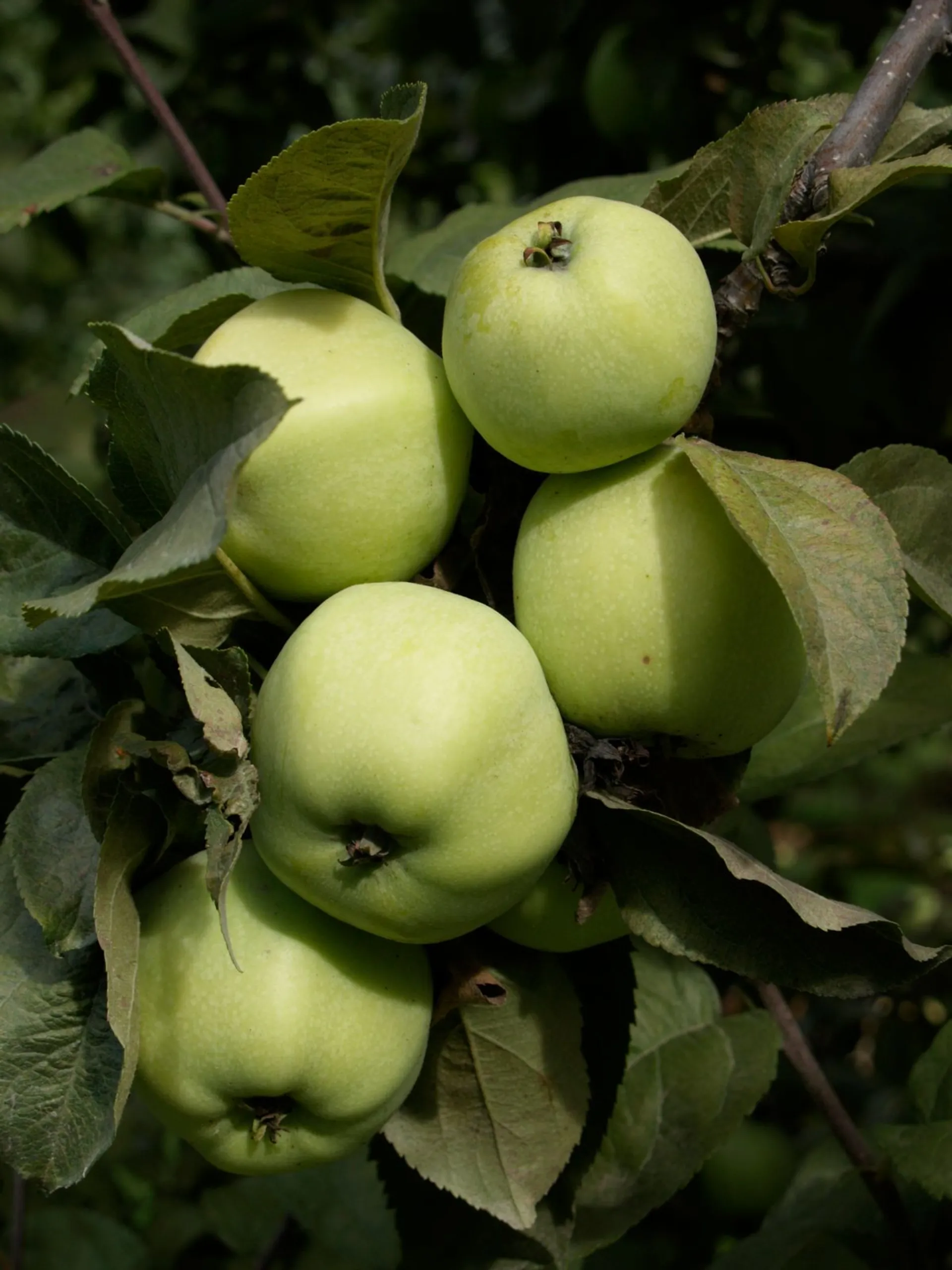 Omenapuu 'Antonovka' talvilajike, Malus domestica  'Antonovka'