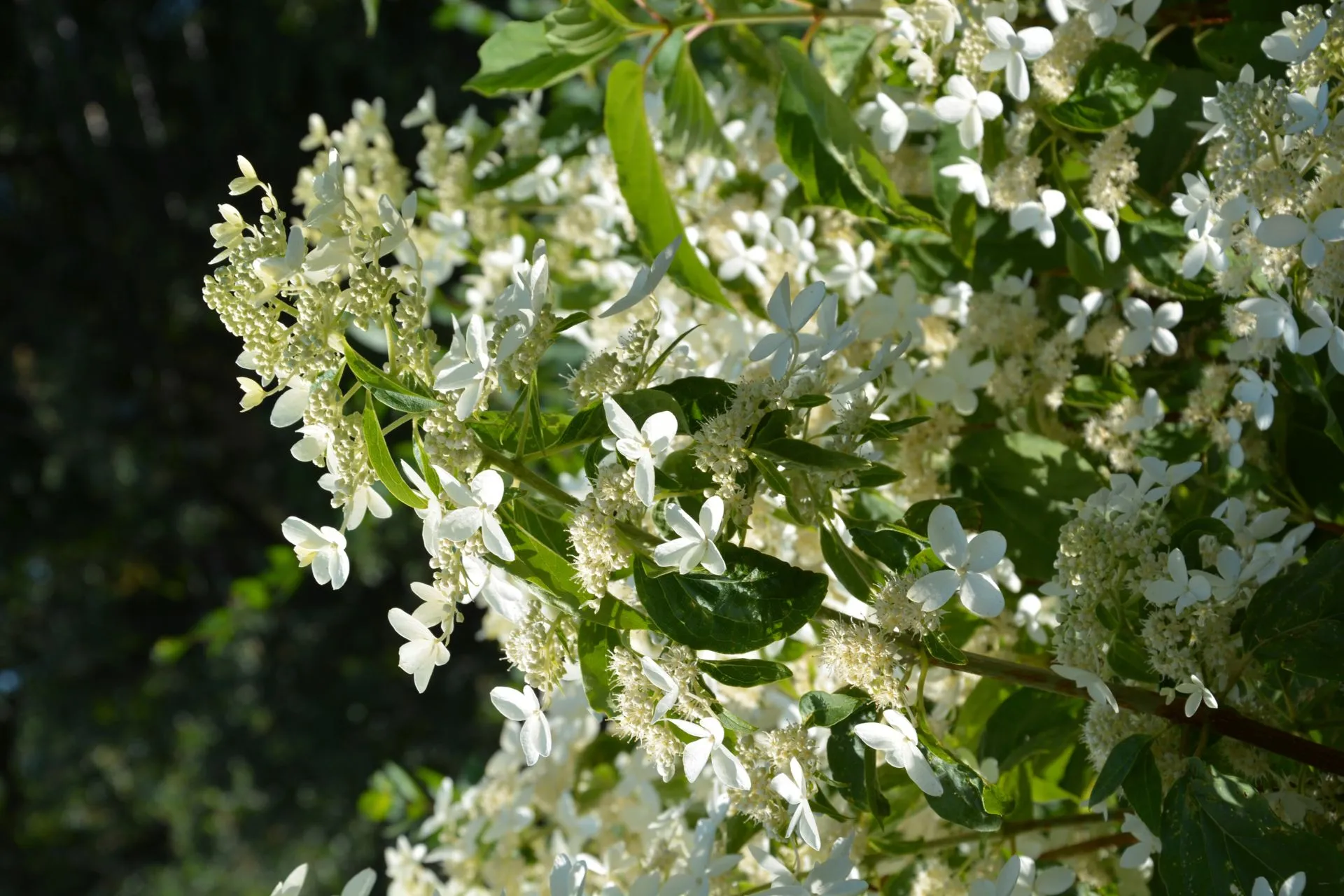 Kuutamohortensia 'Praecox' AT 3 l I-V Hydrangea paniculata 'Praecox'