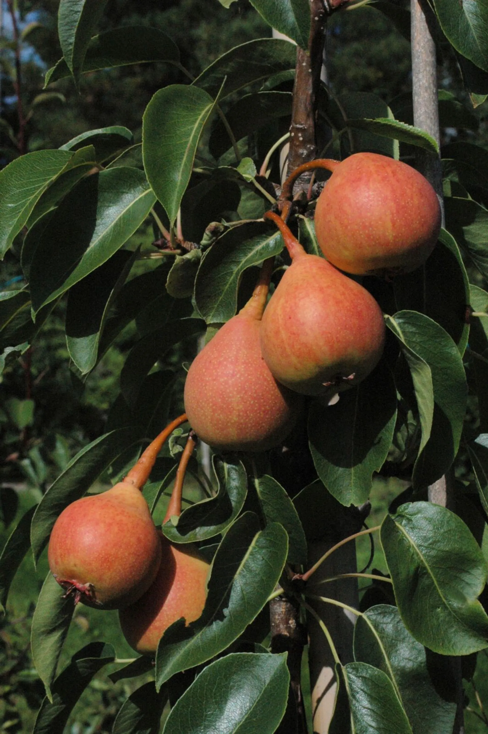 Päärynäpuu 'Aunen Päärynä' astiataimi 7,5l ruukussa