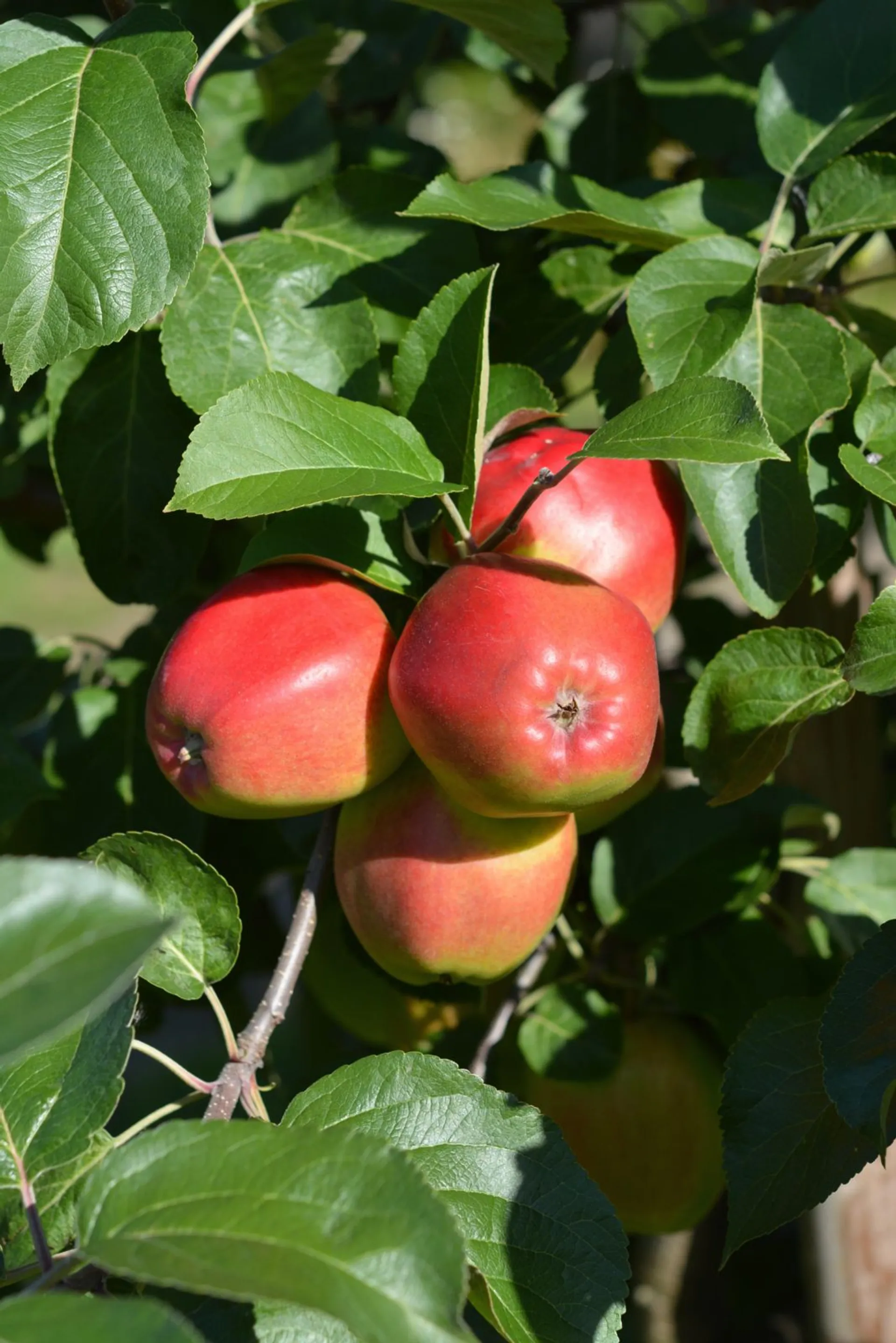 Omenapuu 'Heta' astiataimi 7,5l ruukussa