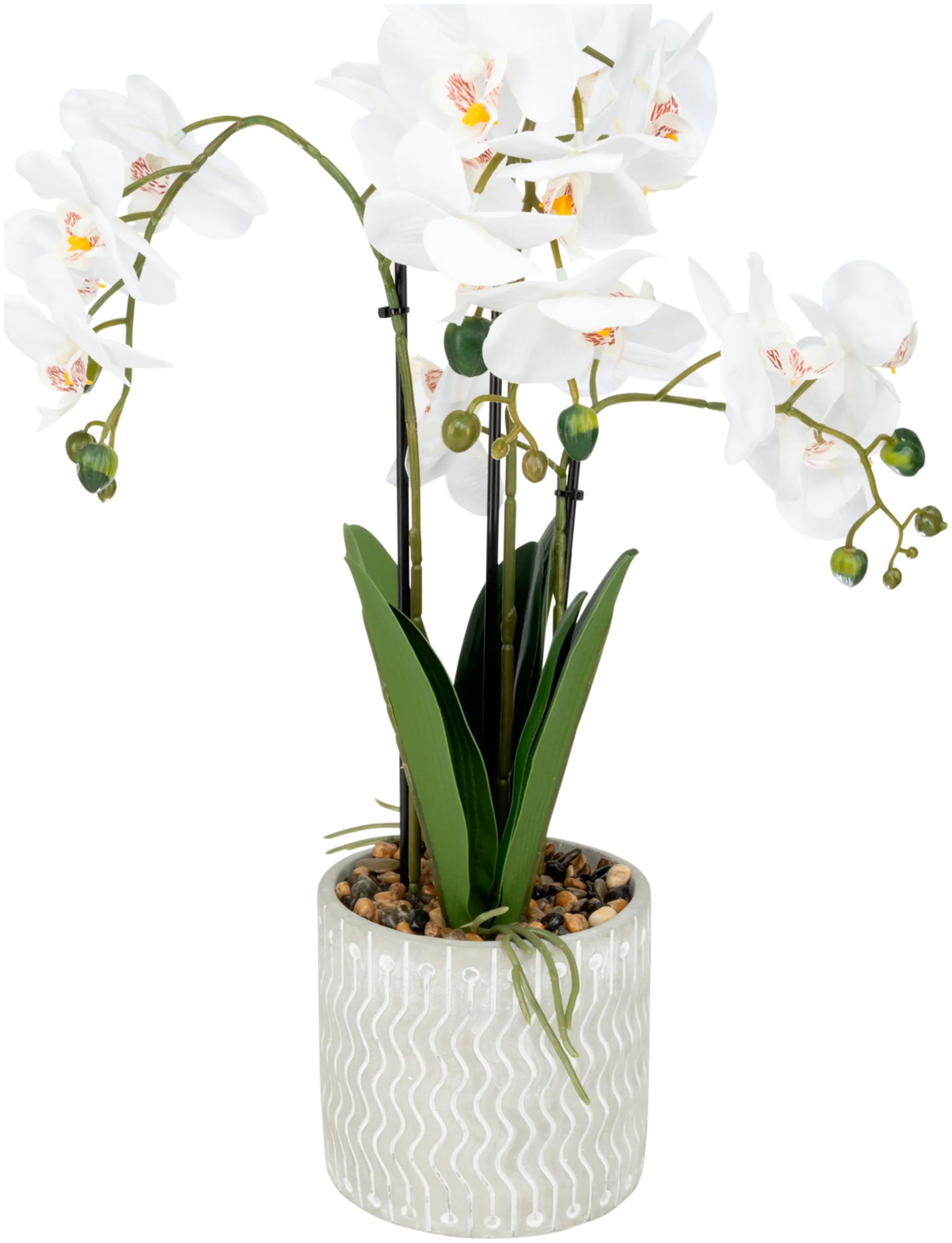 Orkidea ruukussa 54 cm