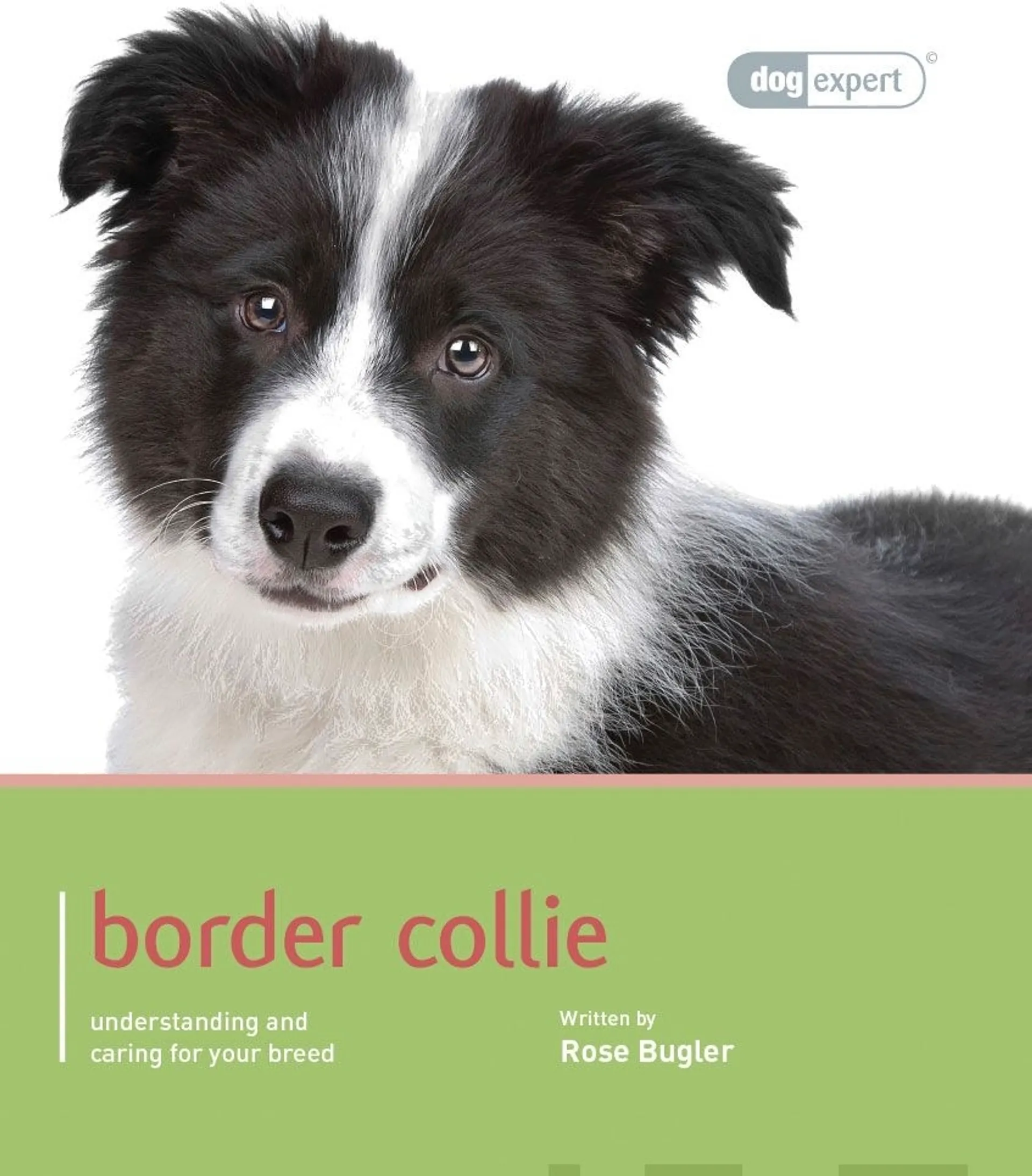 Bugler, Border Collie - Understanding and caring for your breed