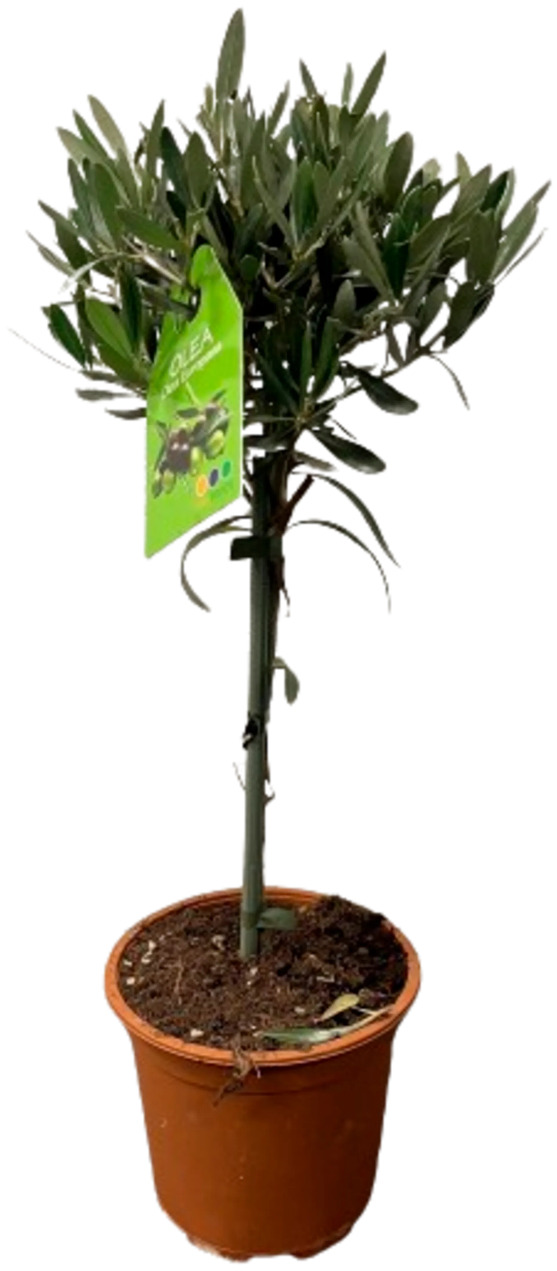 Oliivipuu korkeus 55 cm rk 16 cm