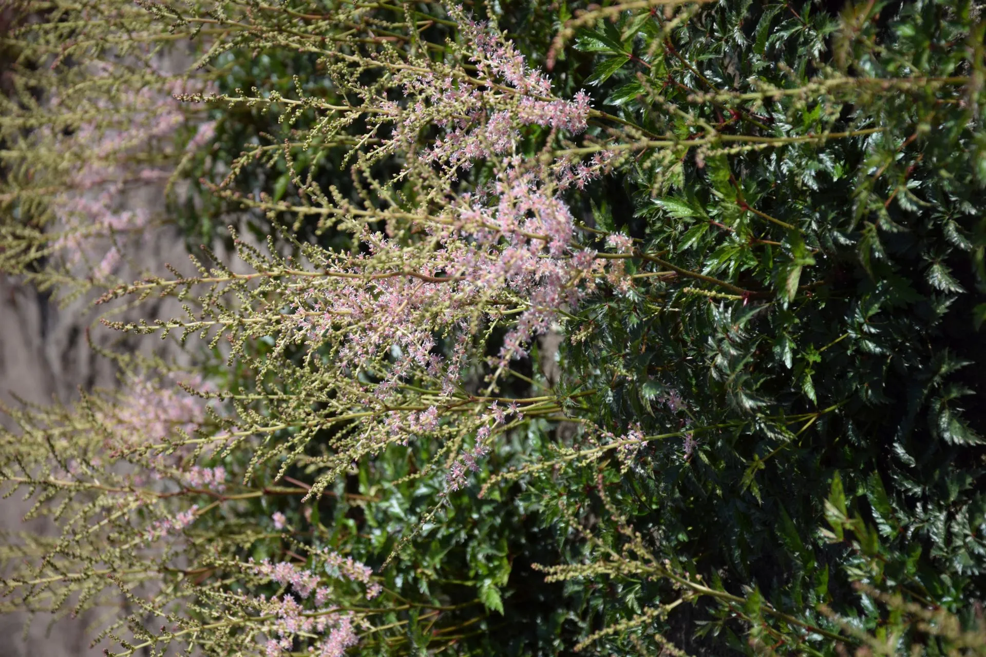 Sulkajaloangervo Astilbe simplicifolia Hennie Graafland