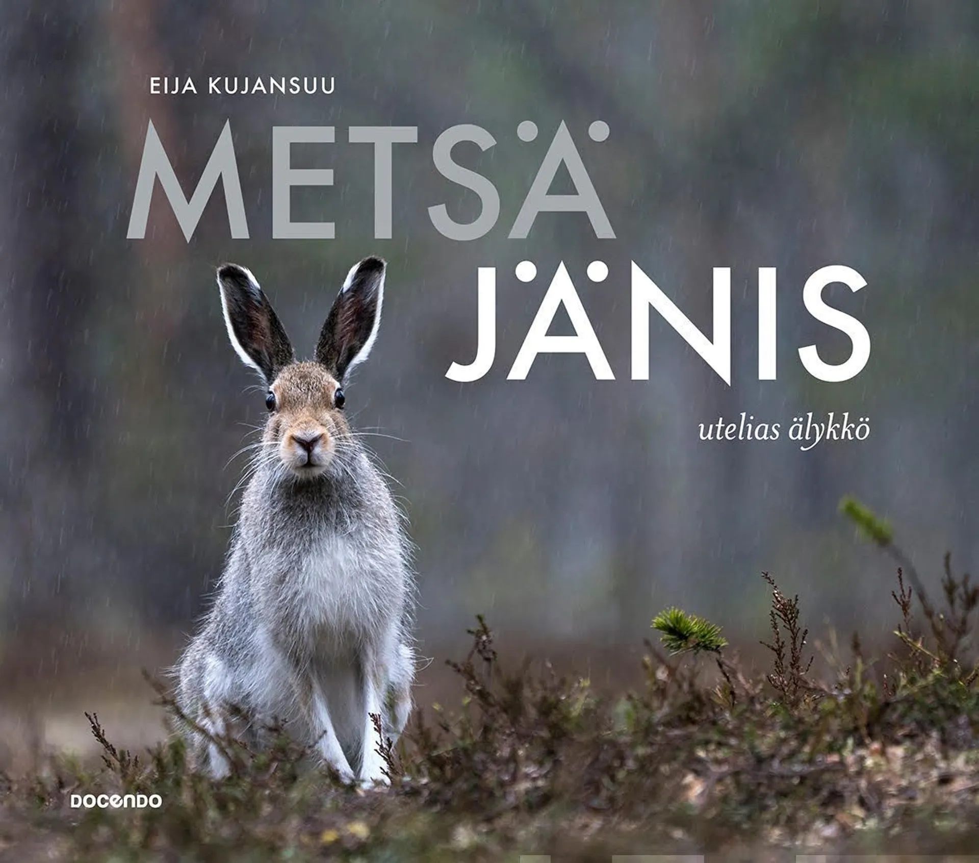 Kujansuu, Metsäjänis - Utelias älykkö