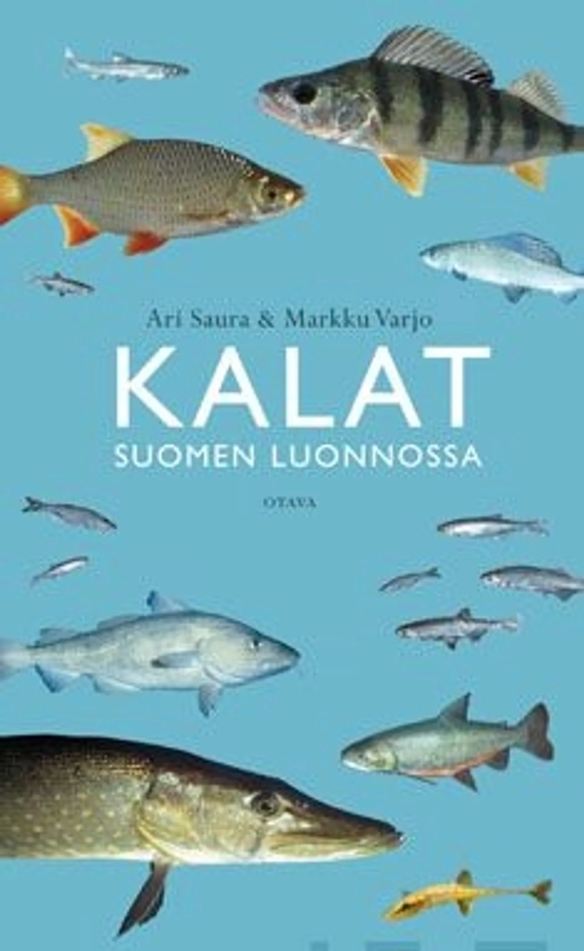 Saura, Kalat Suomen luonnossa