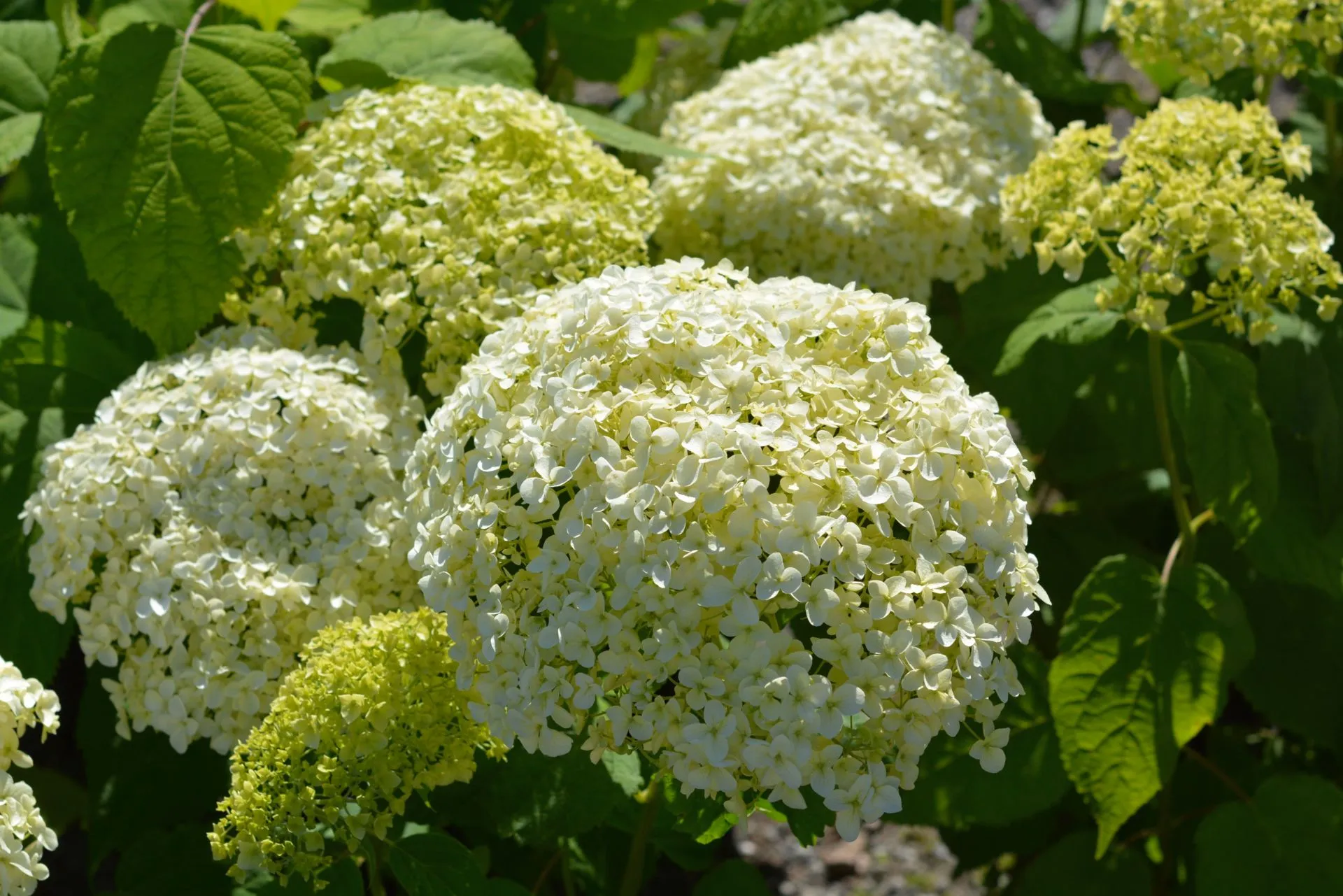 Pallohortensia 'Annabelle' astiataimi 3l ruukussa