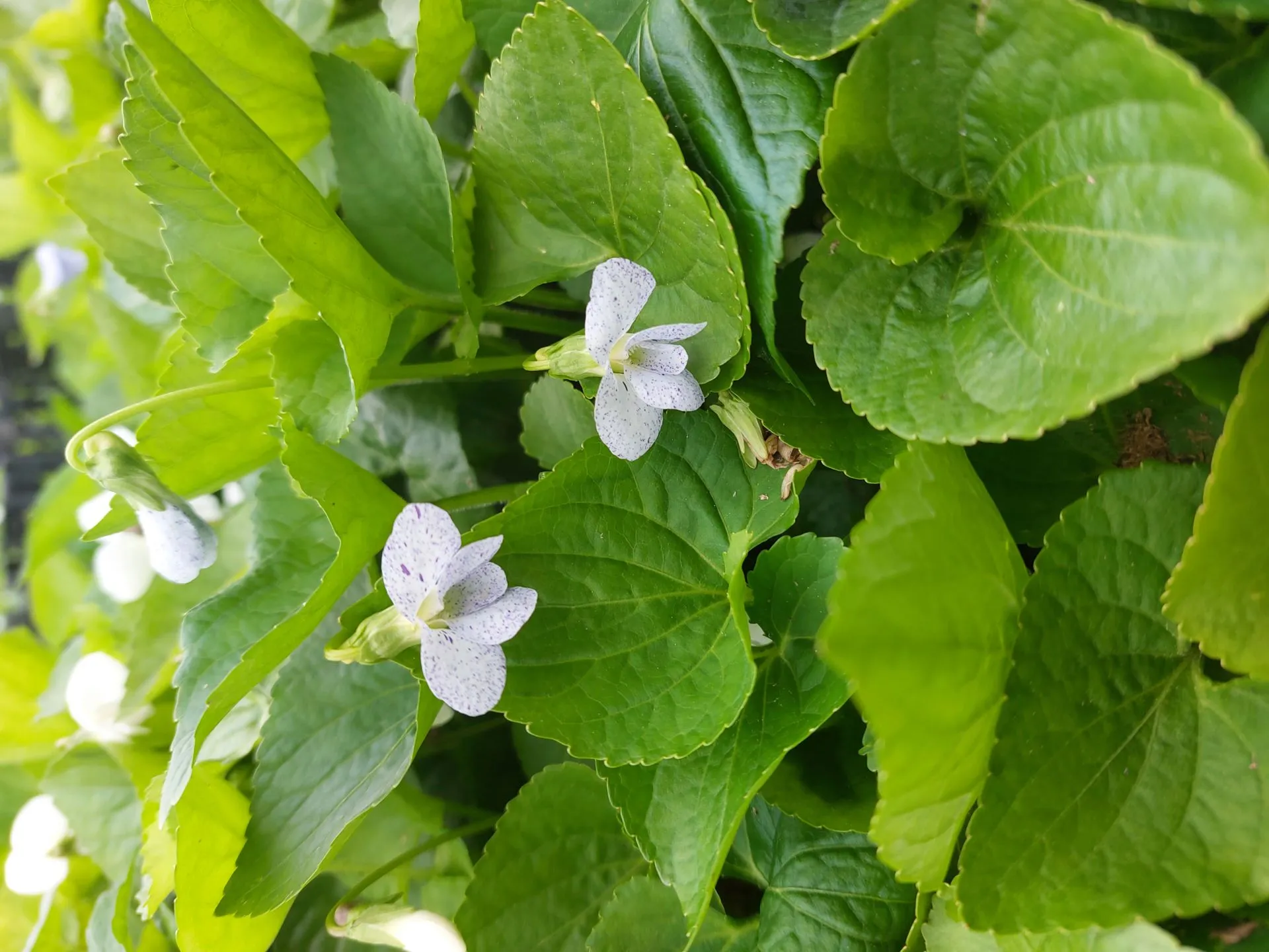 Perhosorvokki Viola sororia