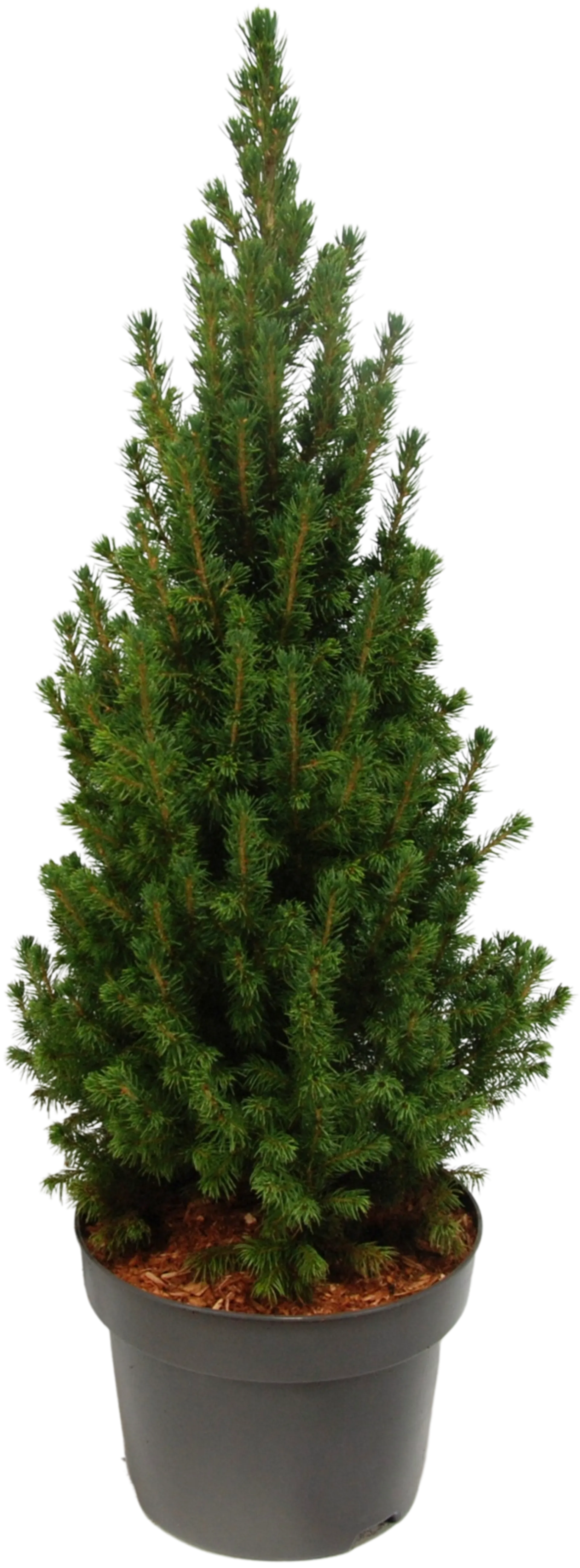 Kartiovalkokuusi 'Perfecta' 60-70 cm astiataimi 5 l ruukku Picea glauca 'Perfecta'