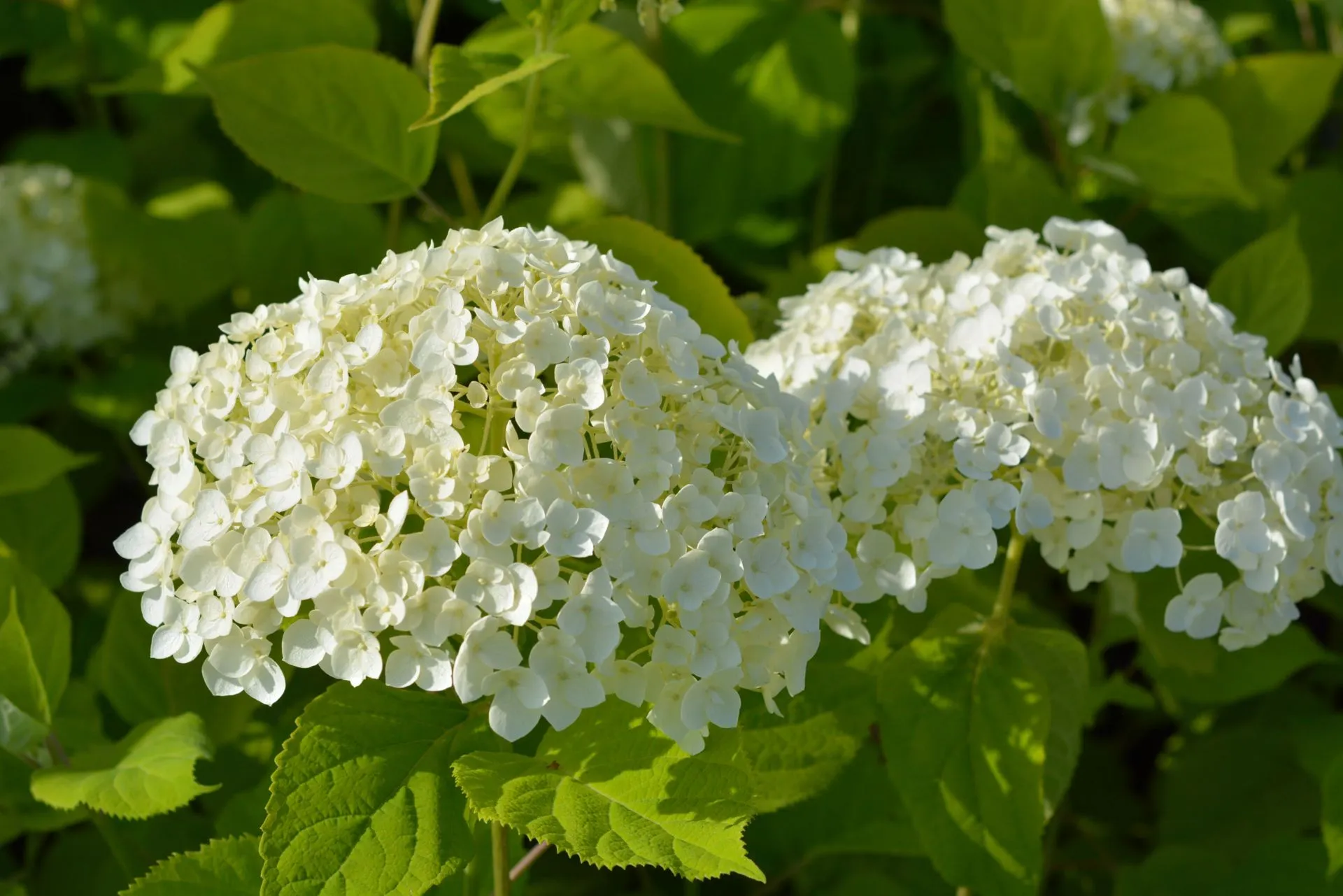 Pallohortensia Strong Annabelle koristepensas Proven Winners astiataimi 3 L