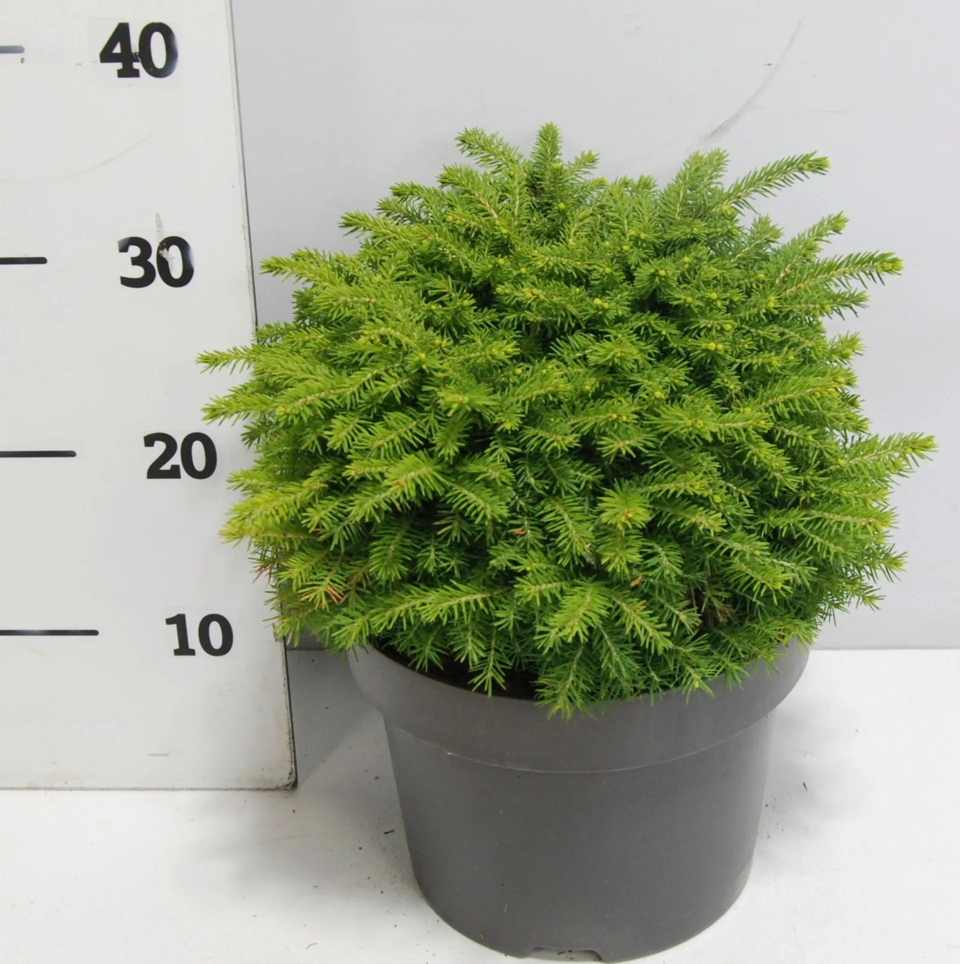 Kääpiöpesäkuusi 'Little Gem' 30-40 cm astiataimi 5 l ruukku Picea abies 'Little Gem'
