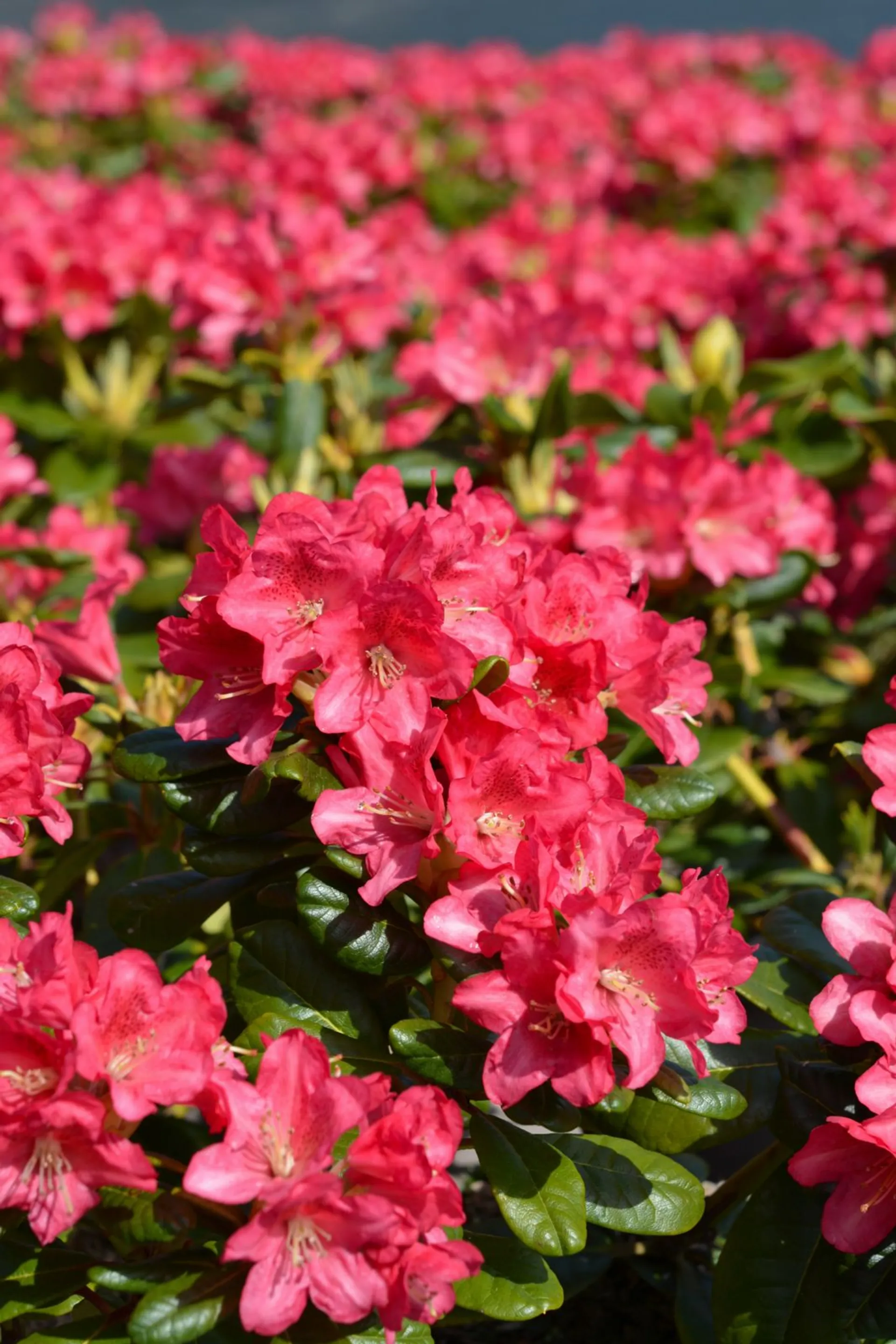 Alppiruusu 'Mauritz' FinE astiataimi Rhododendron 'Mauritz'