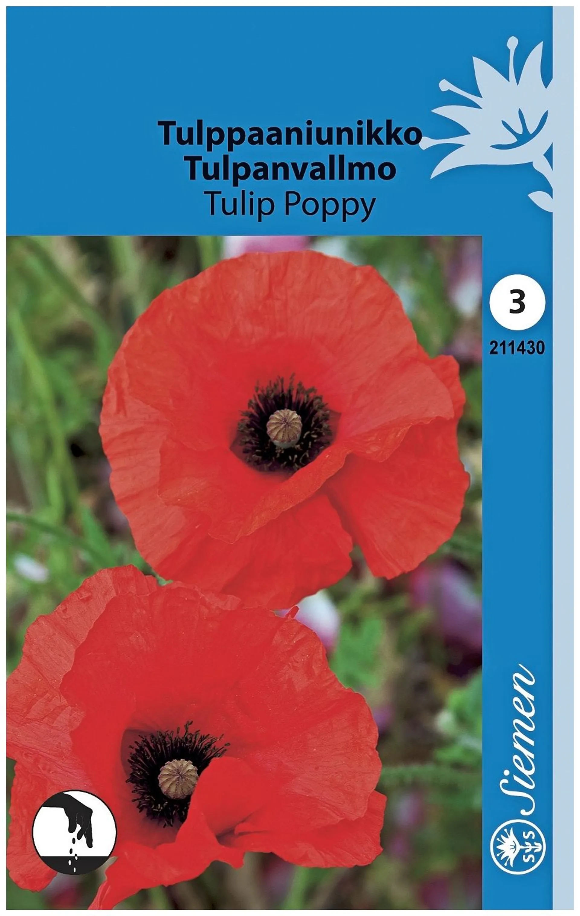 Tulppaaniunikko Tulip Poppy